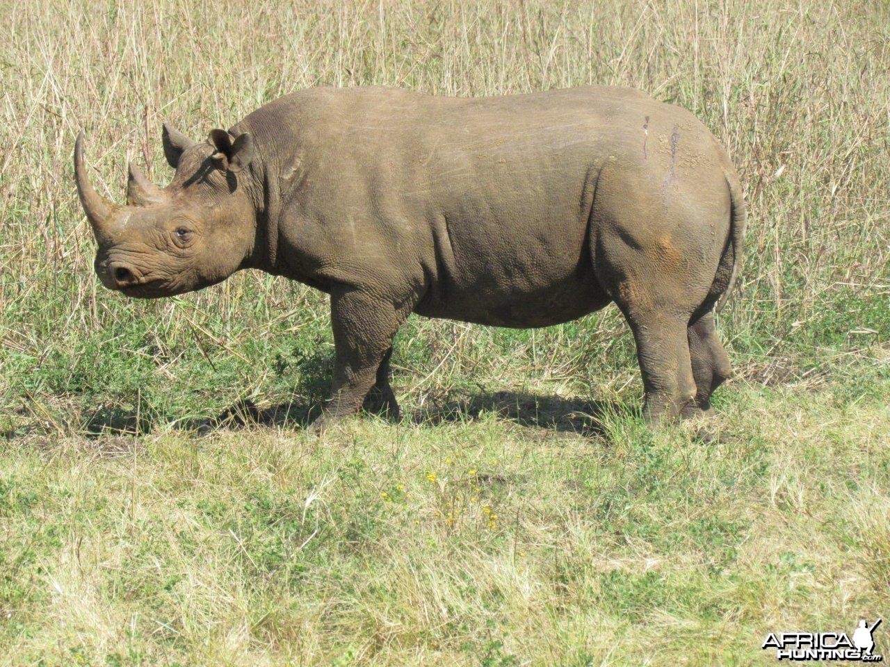 East African Black Rhino at Silent Valley Safaris