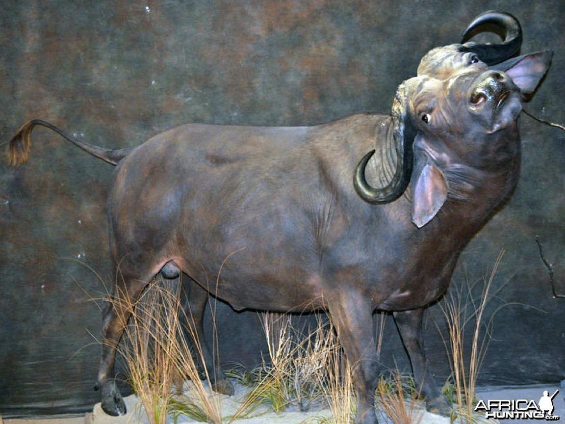 buffalo charge taxidermy mount