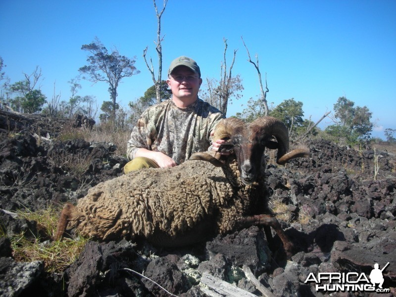 Black Hawaiian Sheep hunt on the Big Island of Hawaii