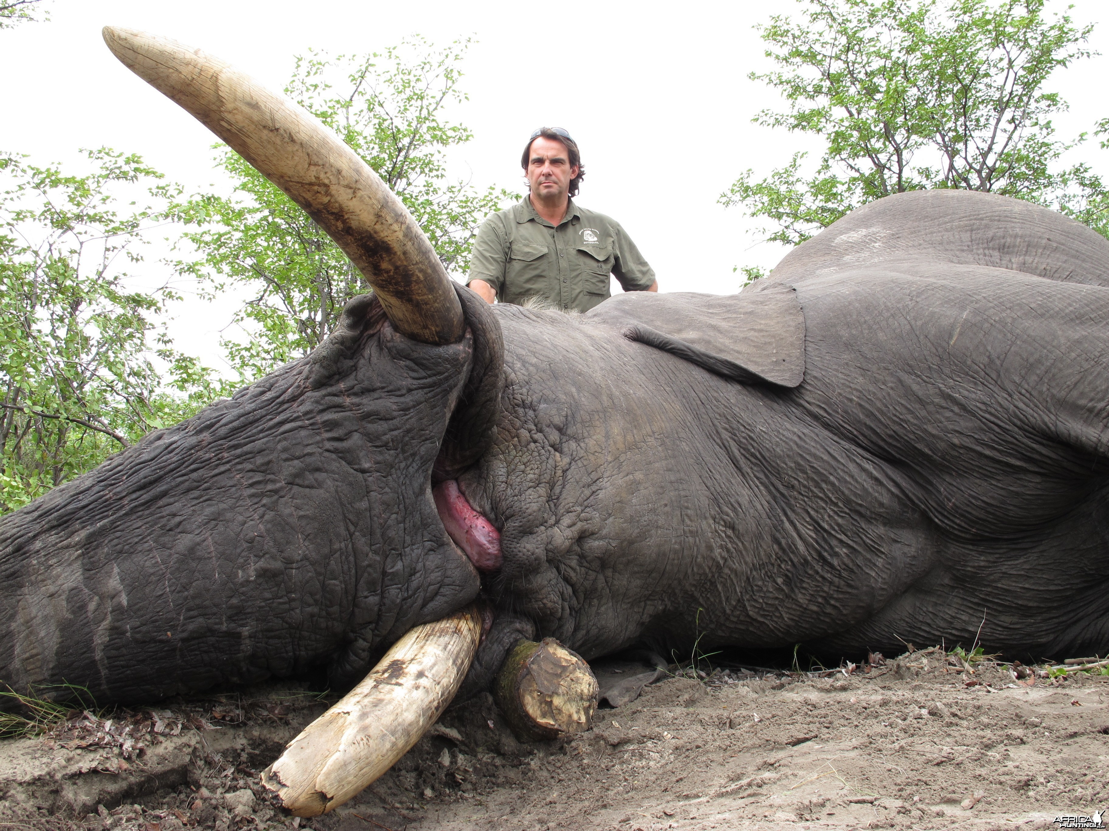 Elephant Botswana 2011 71 x 67