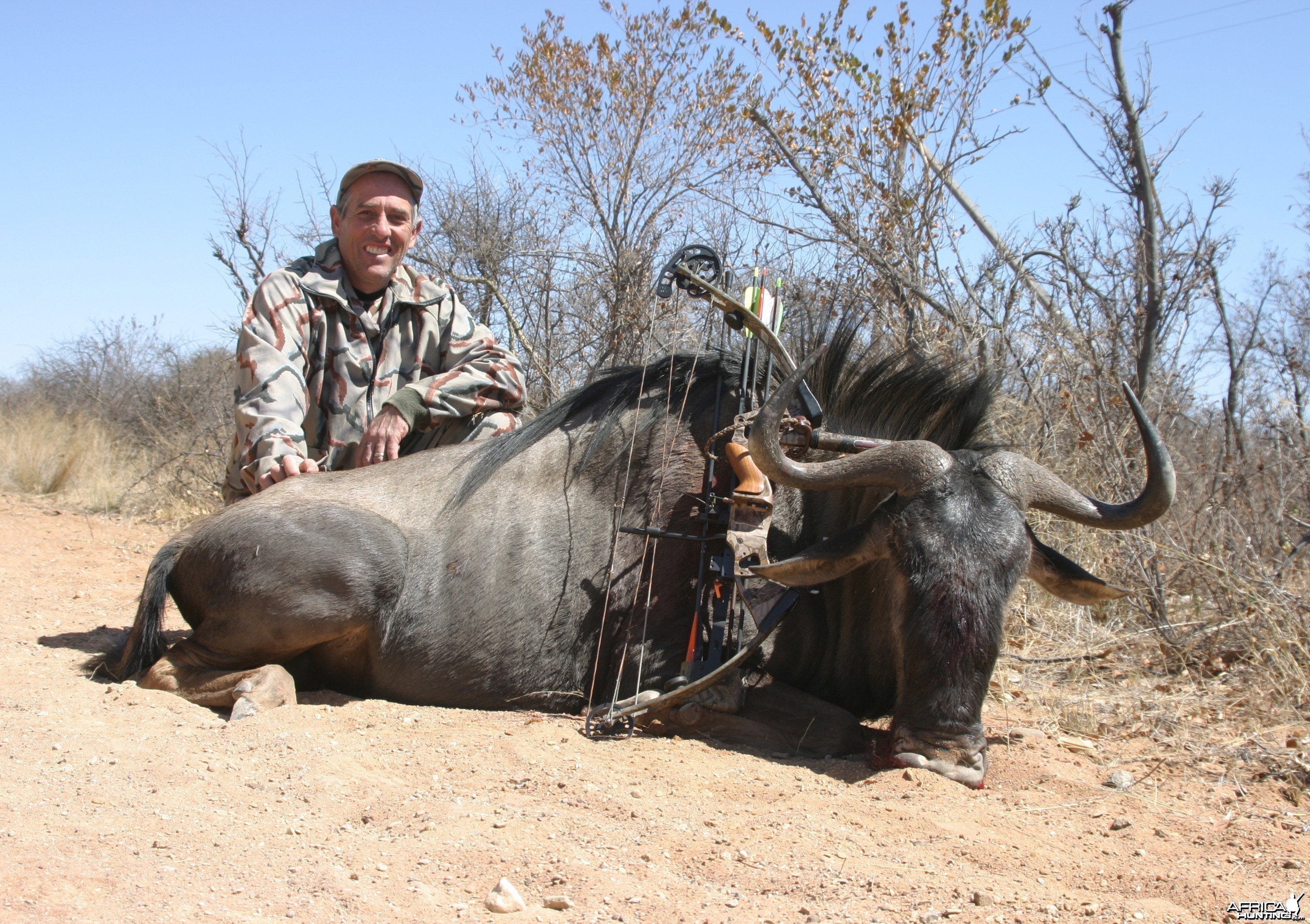 Limpopo Blue wildebeest