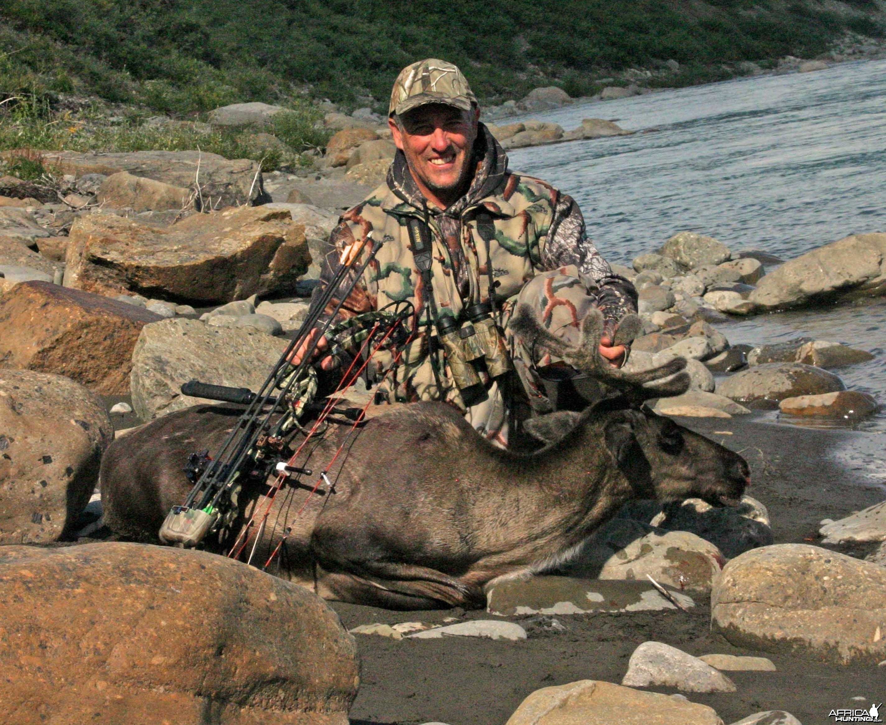 Alaskan Barren Ground Caribou