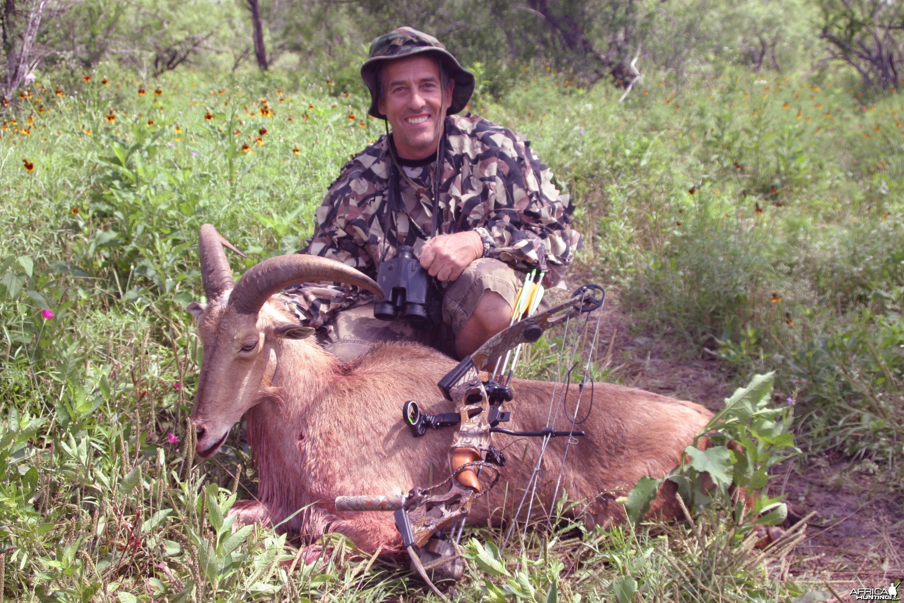 Aoudad