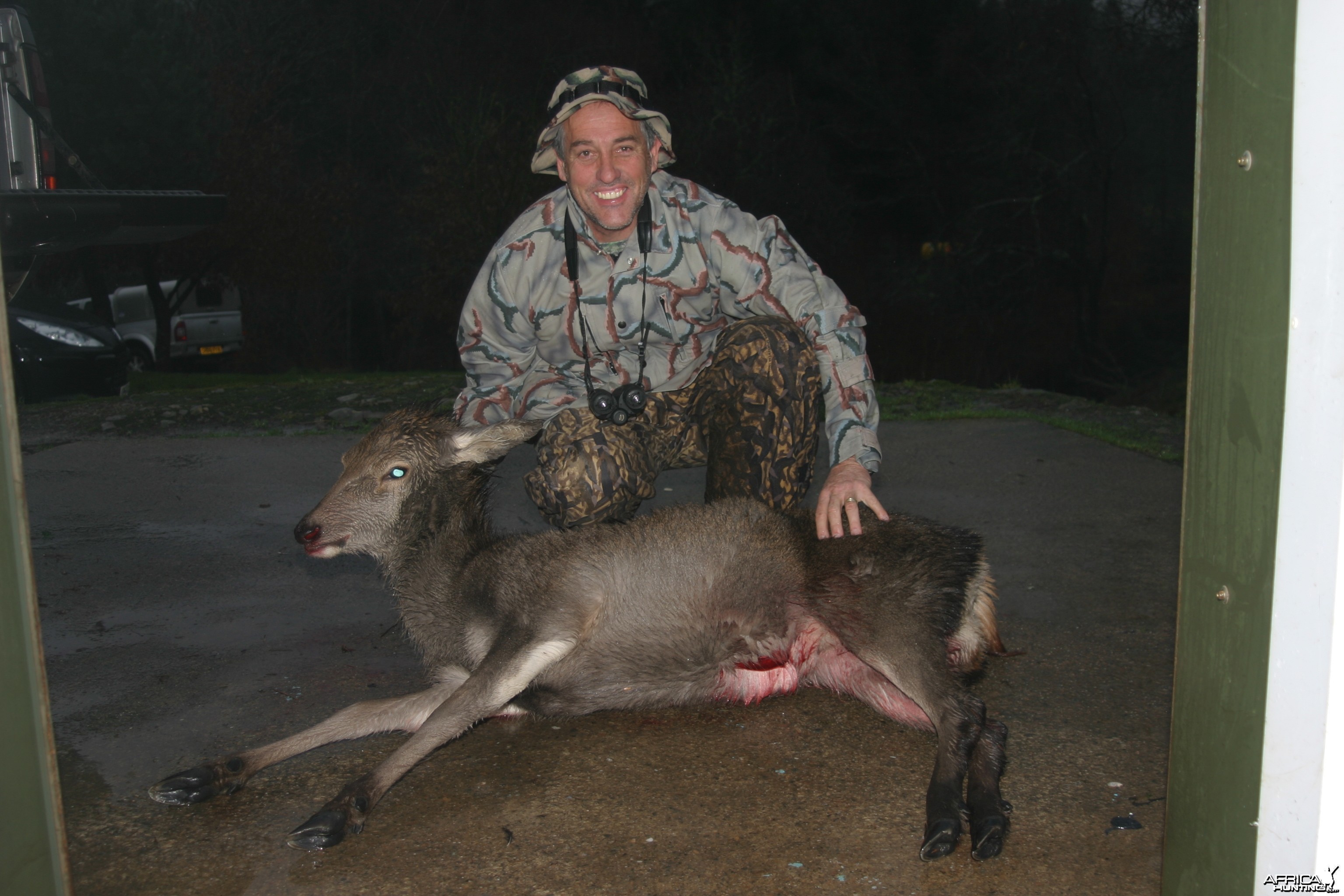 Scottish Red Deer