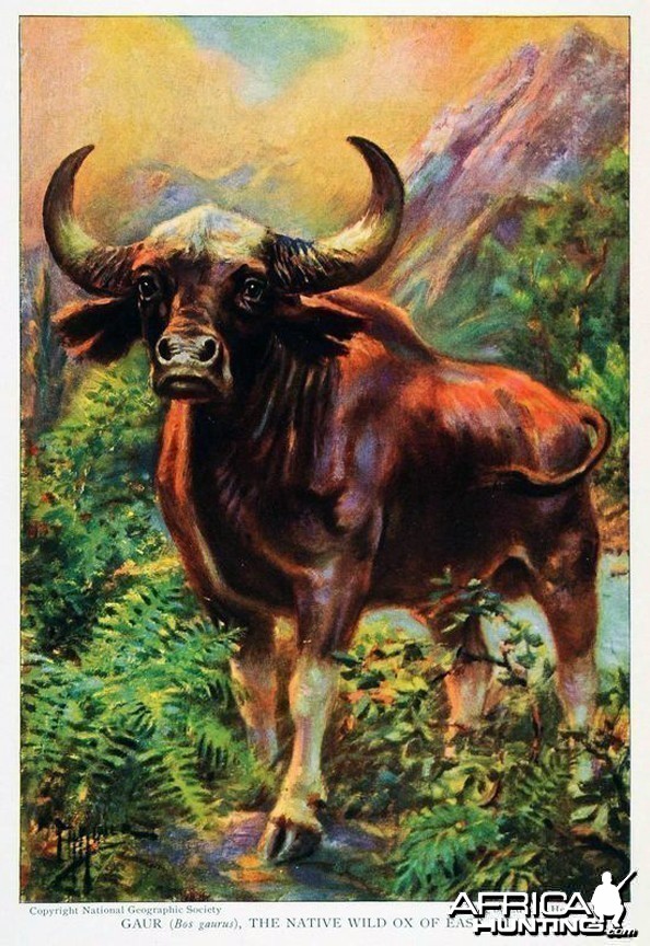 Gaur The Native Wild Ox of East India