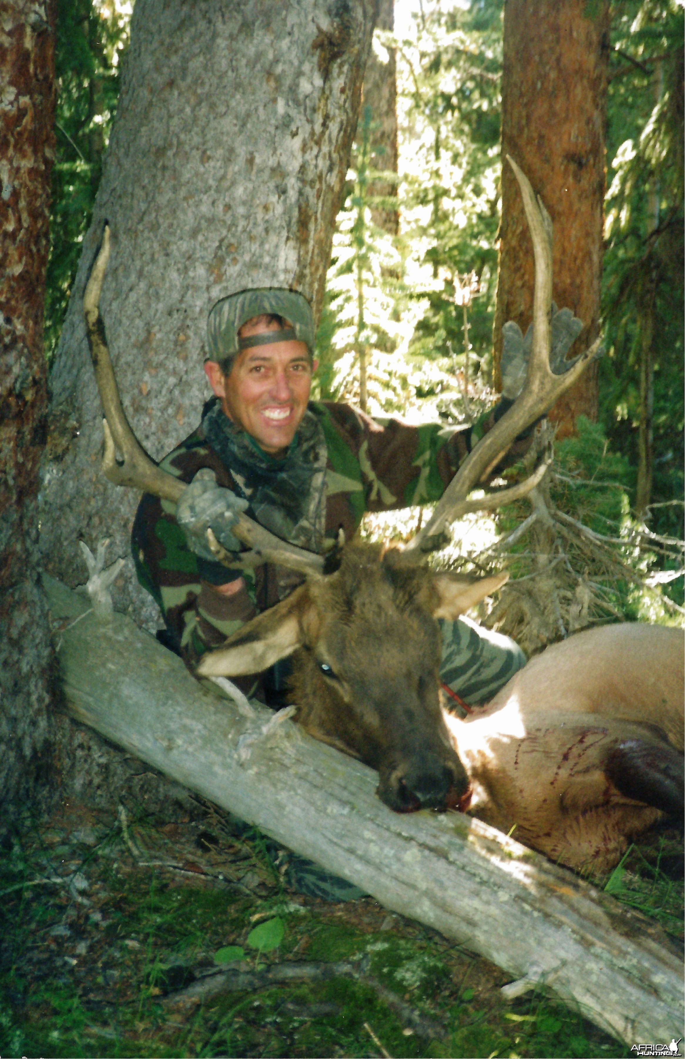 Rocky Mtn. Elk-Colorado