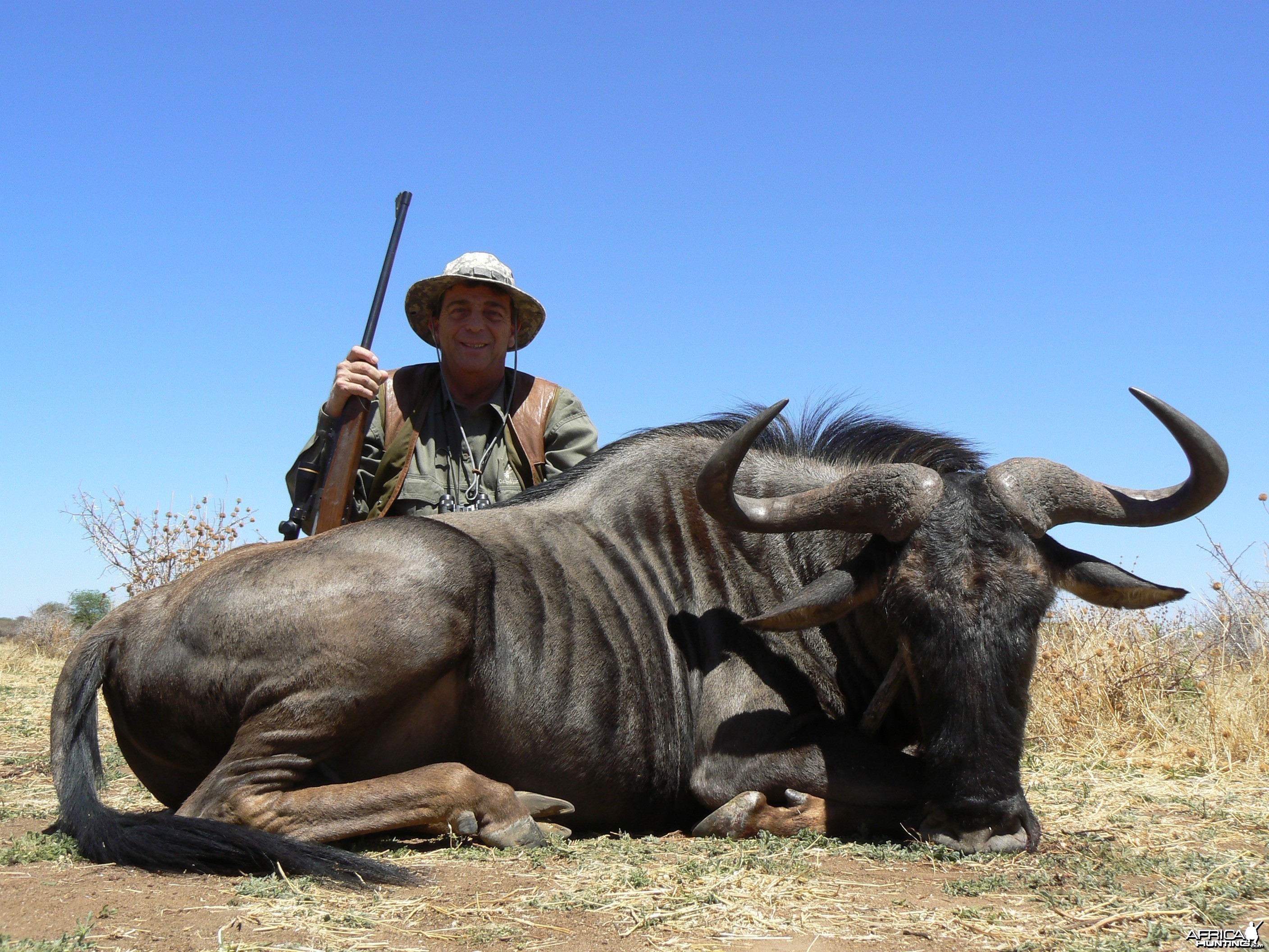 Hunting Blue Wildebeest in Namibia