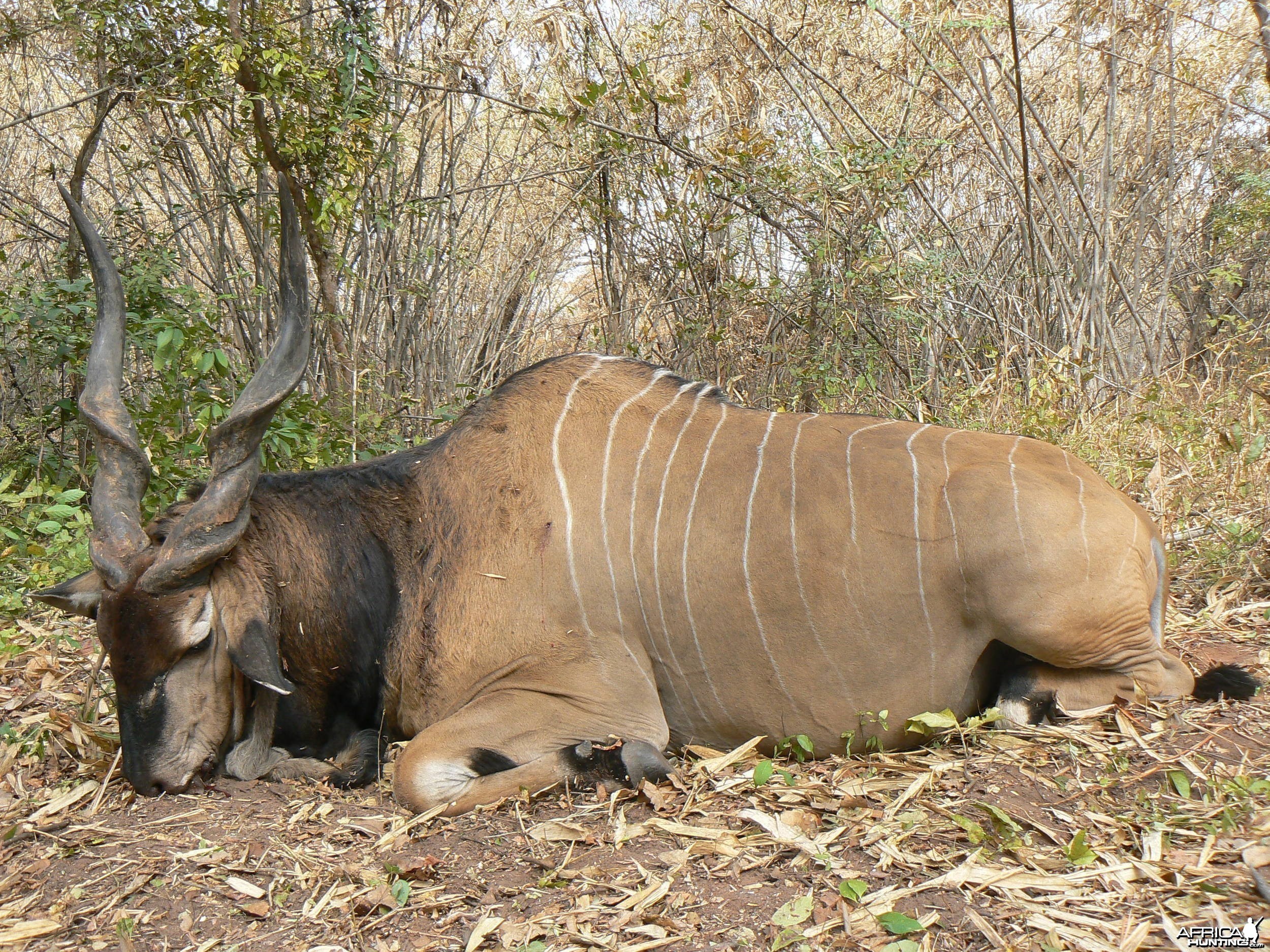 Hunting Giant Eland in CAR