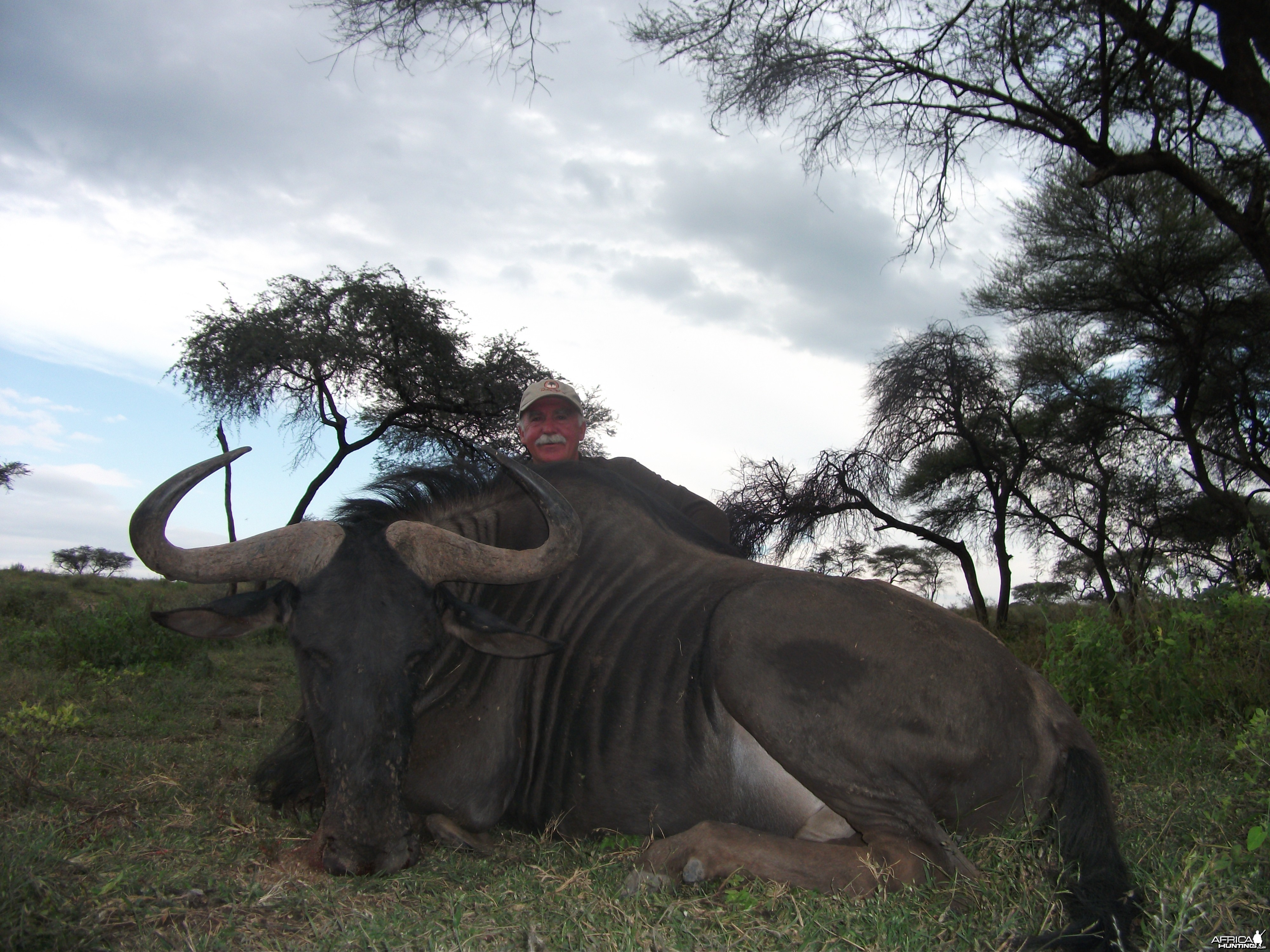 Hunting Blue Wildebeest in Namibia