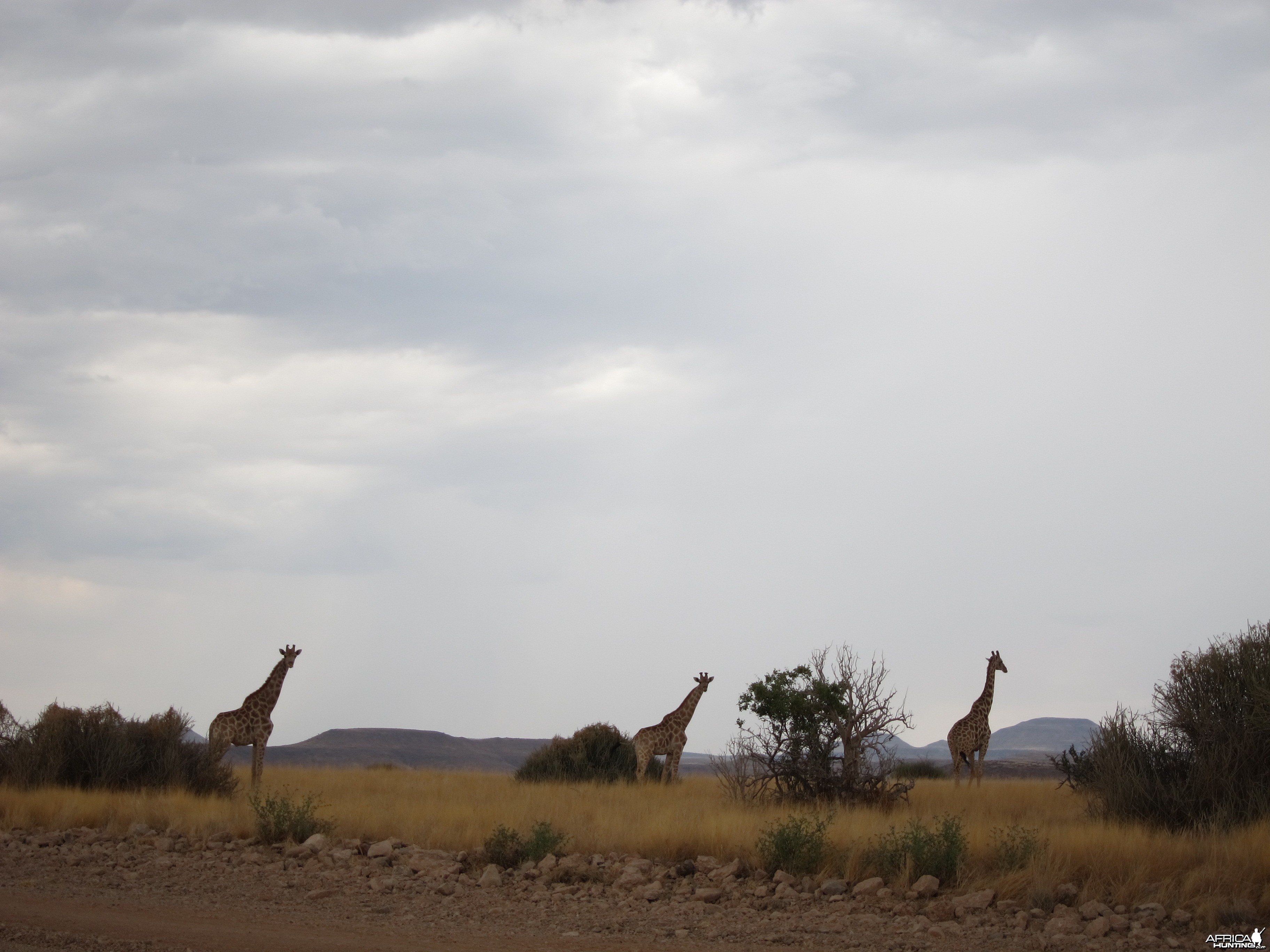 Giraffe Damaraland Namibia