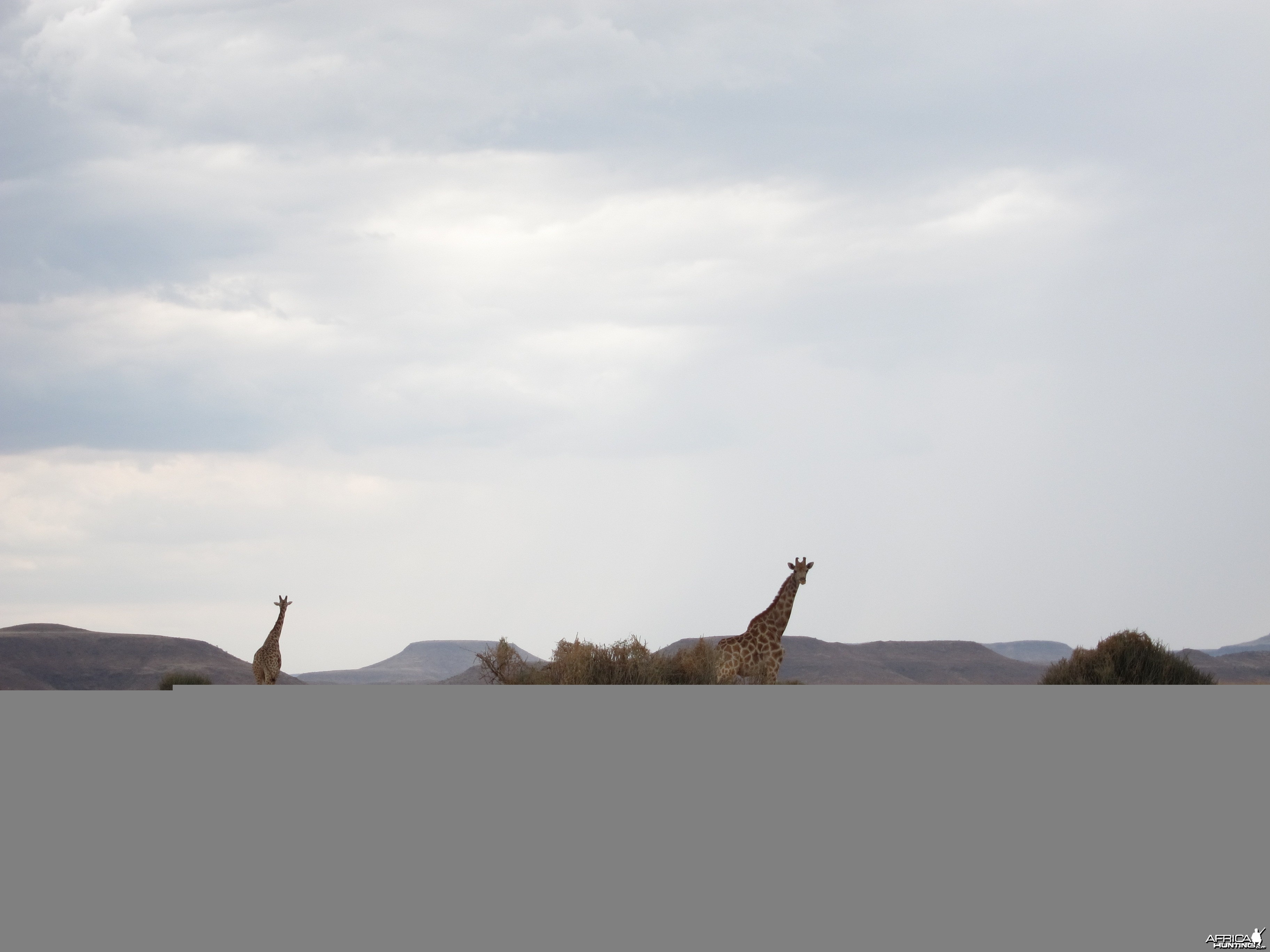 Giraffe Damaraland Namibia