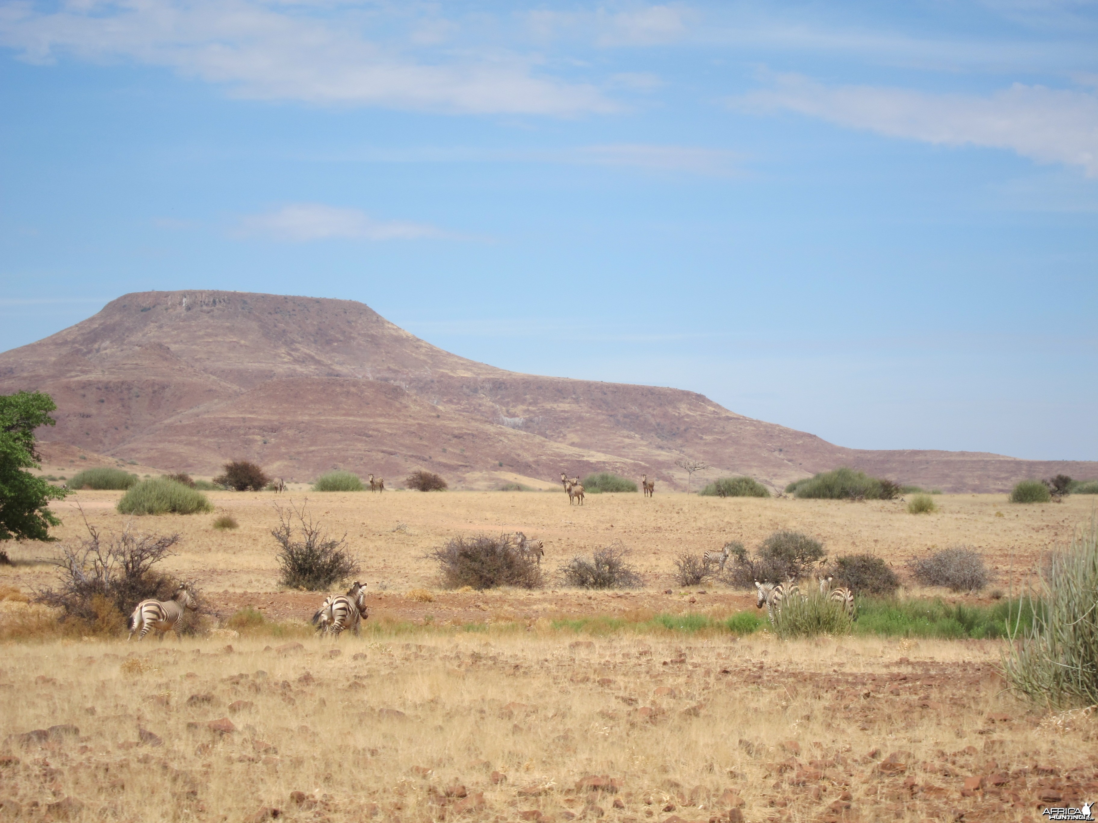 Hartmann's Zebra Damaraland Namibia