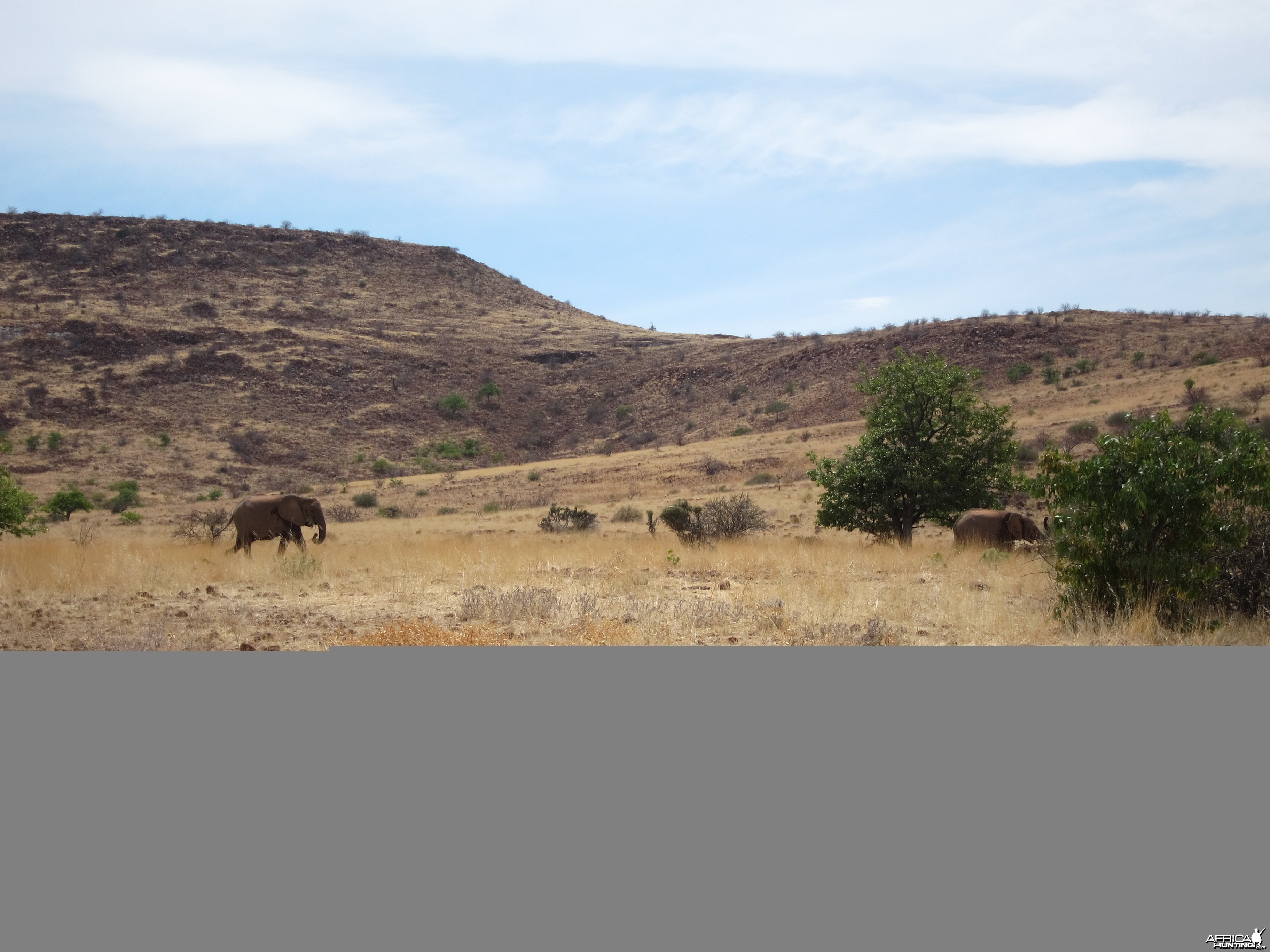 Elephant Damaraland Namibia