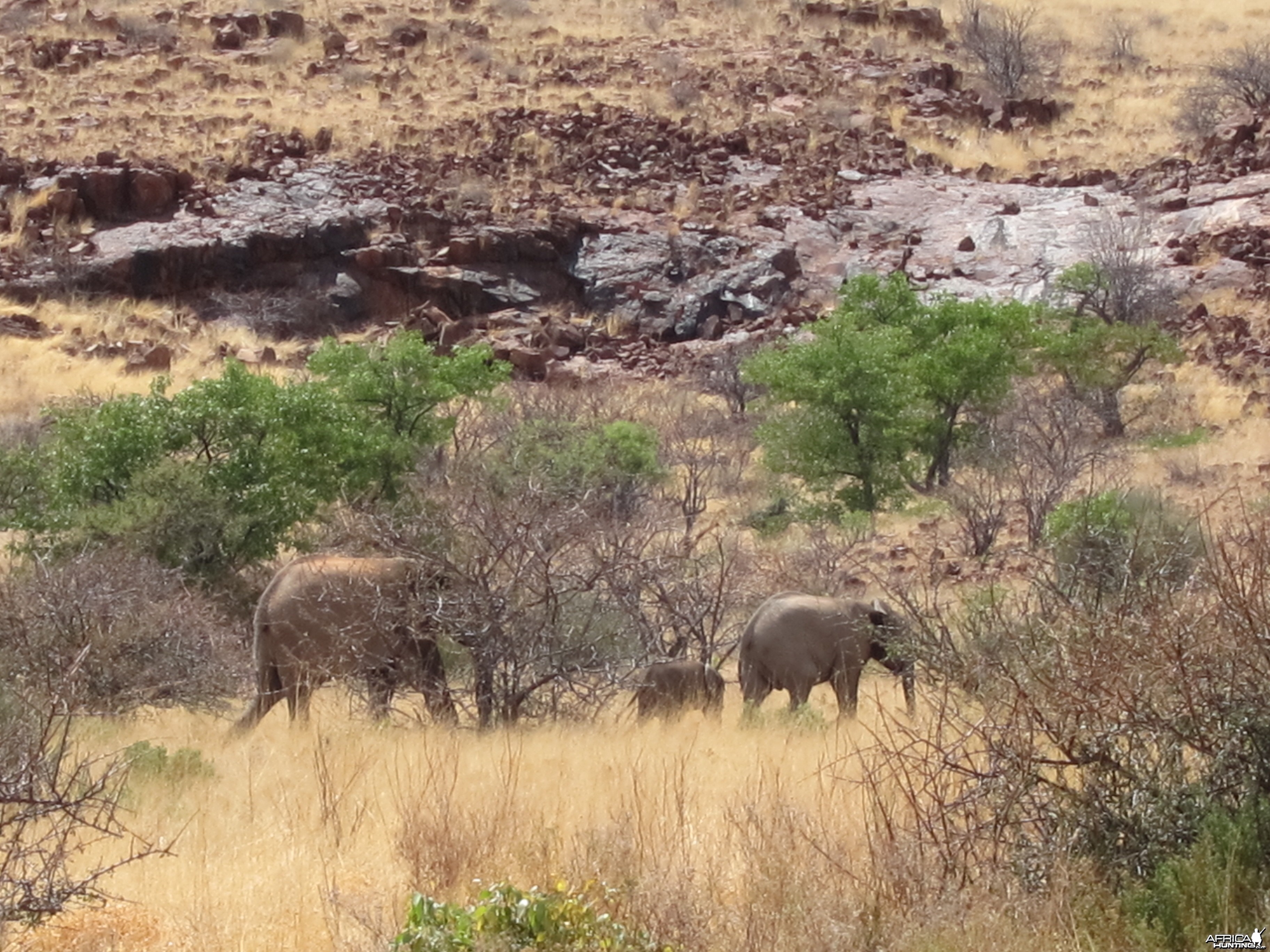 Elephant Damaraland Namibia