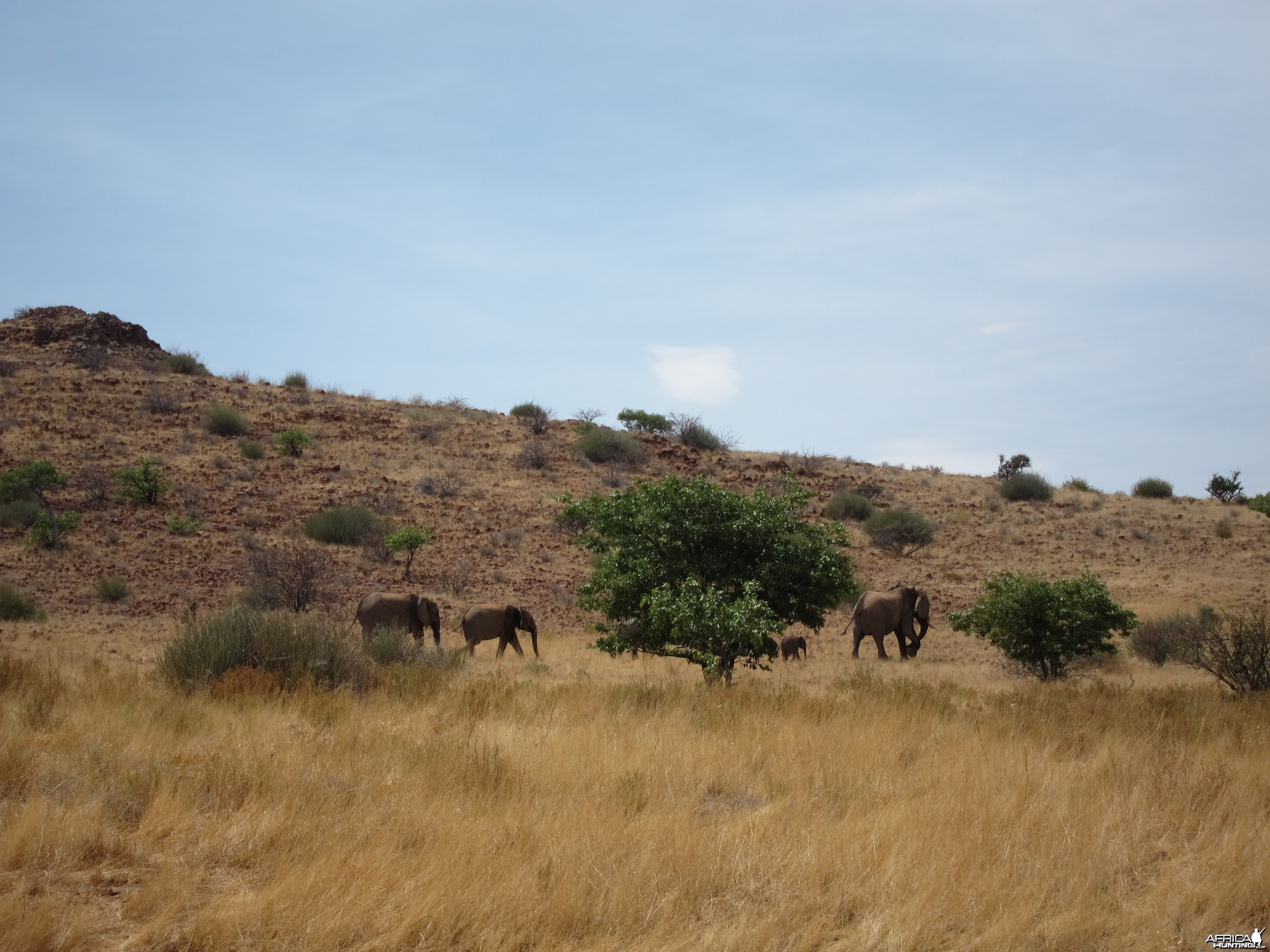 Elephant Damaraland Namibia