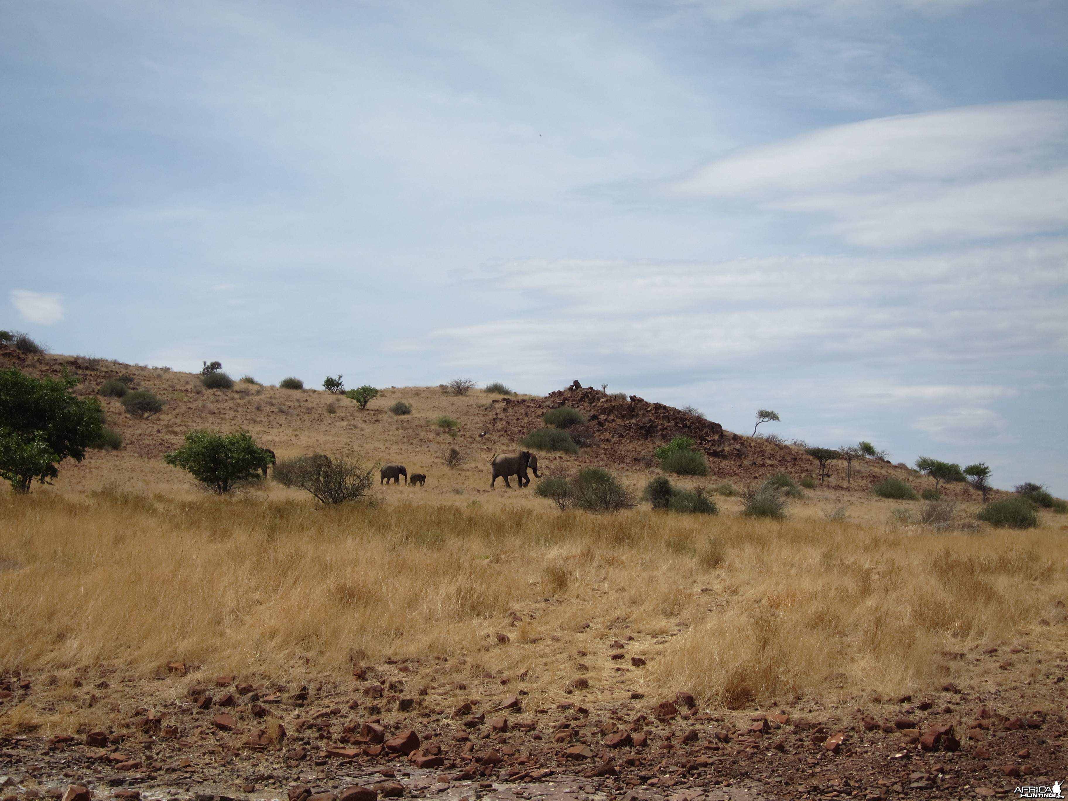 Elephant Damaraland Namibia