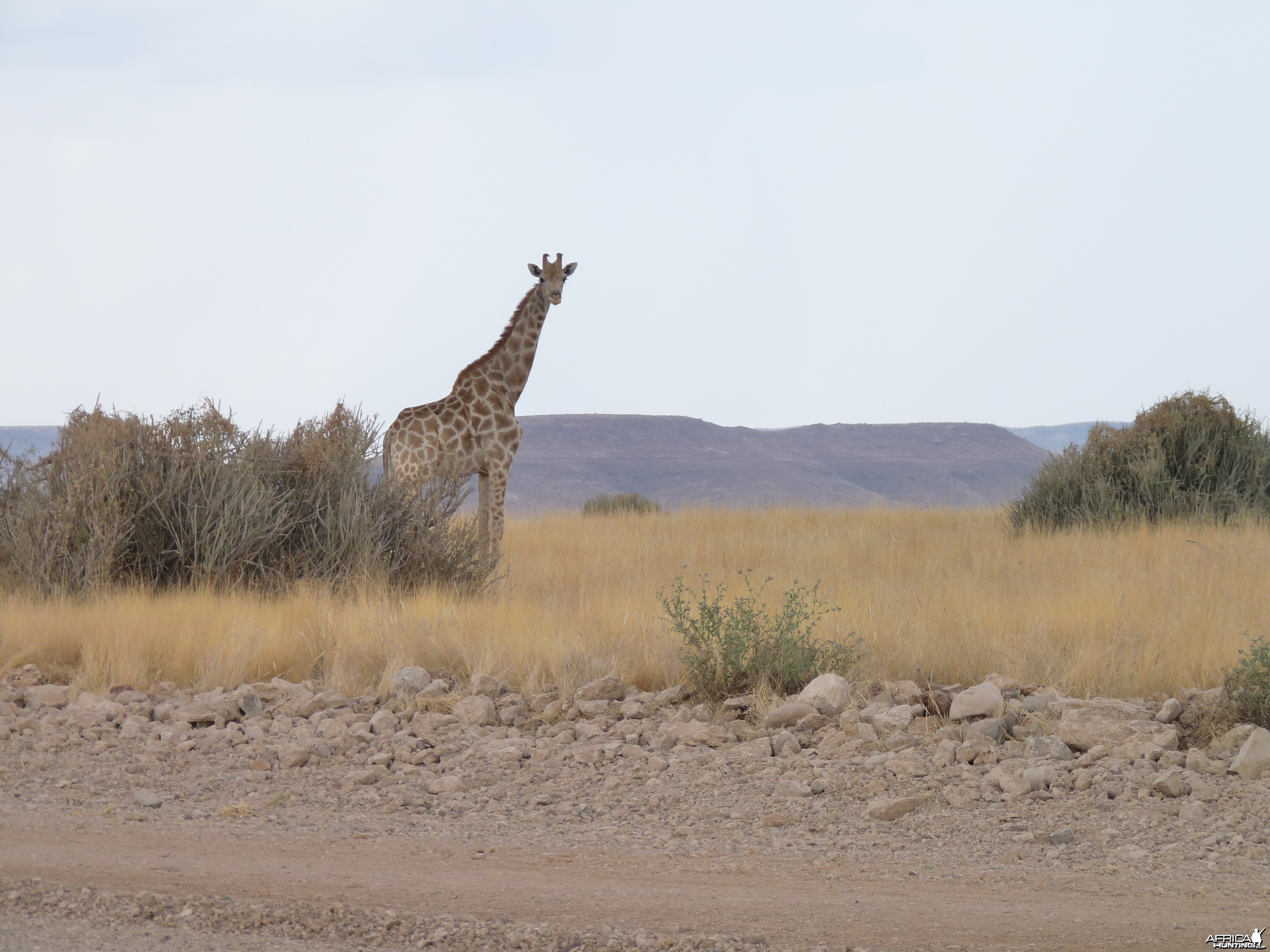 Giraffe Damaraland Namibia