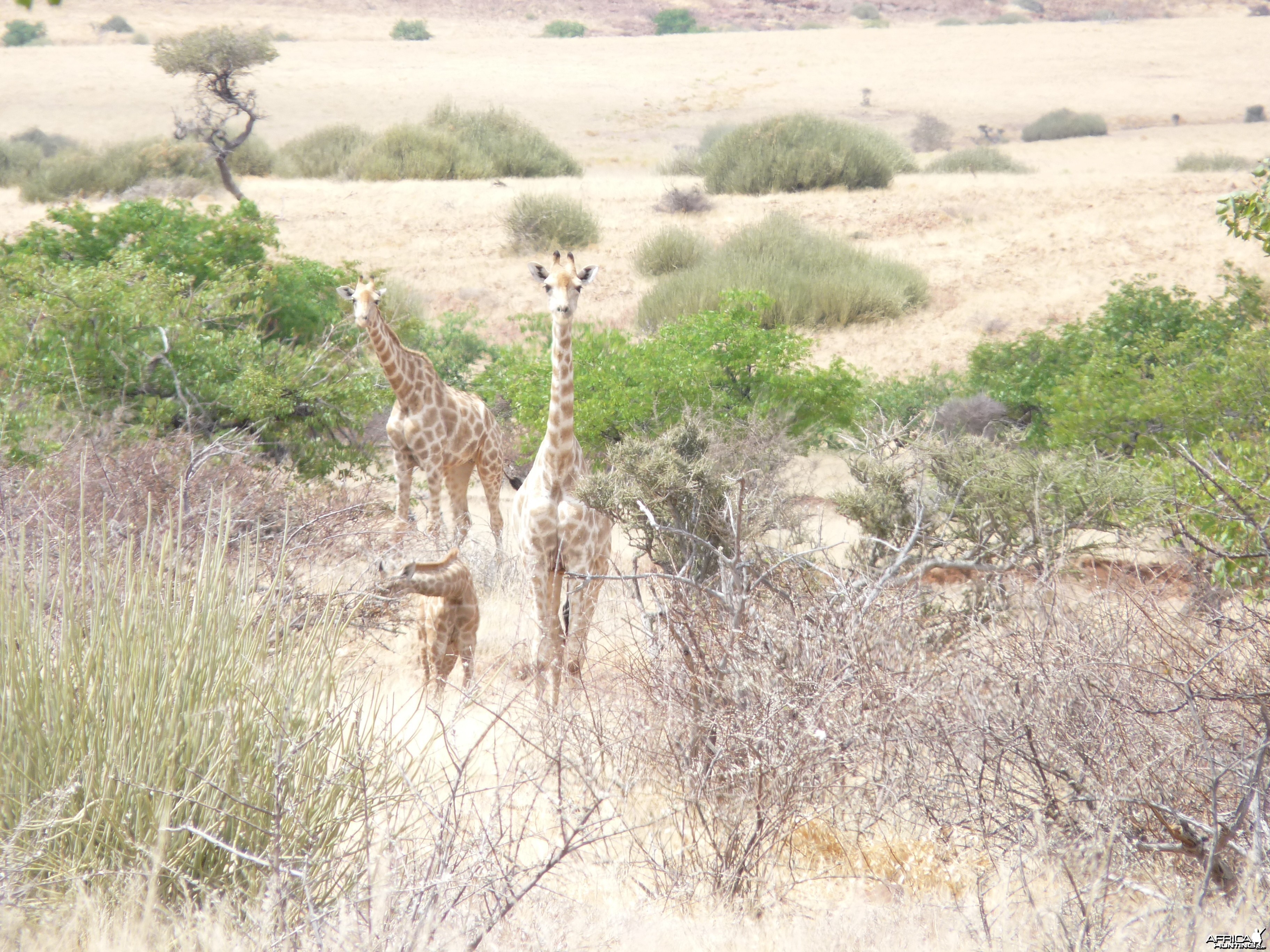 Giraffe Damaraland Namibia