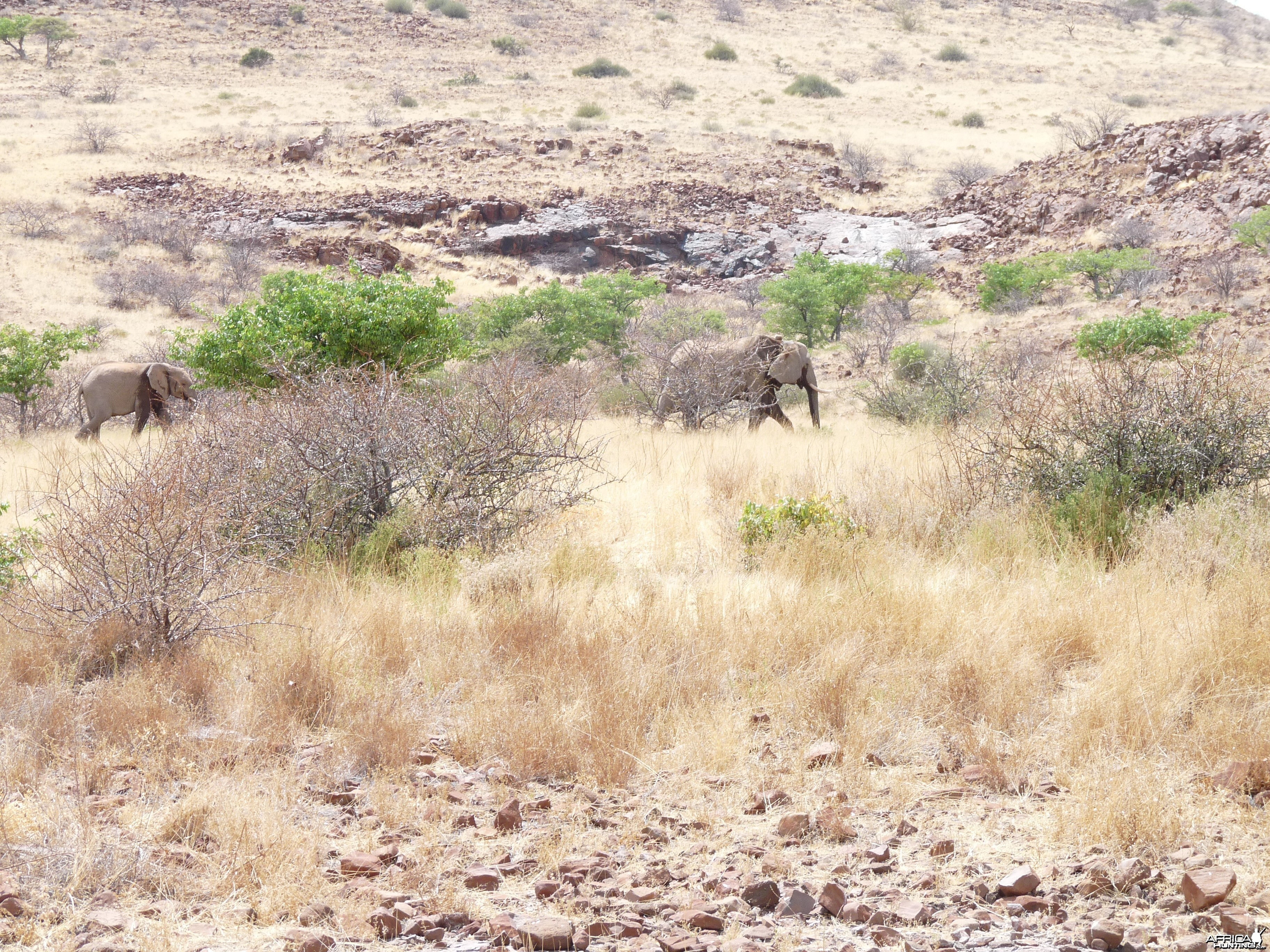 Elephant Damaraland Namibia