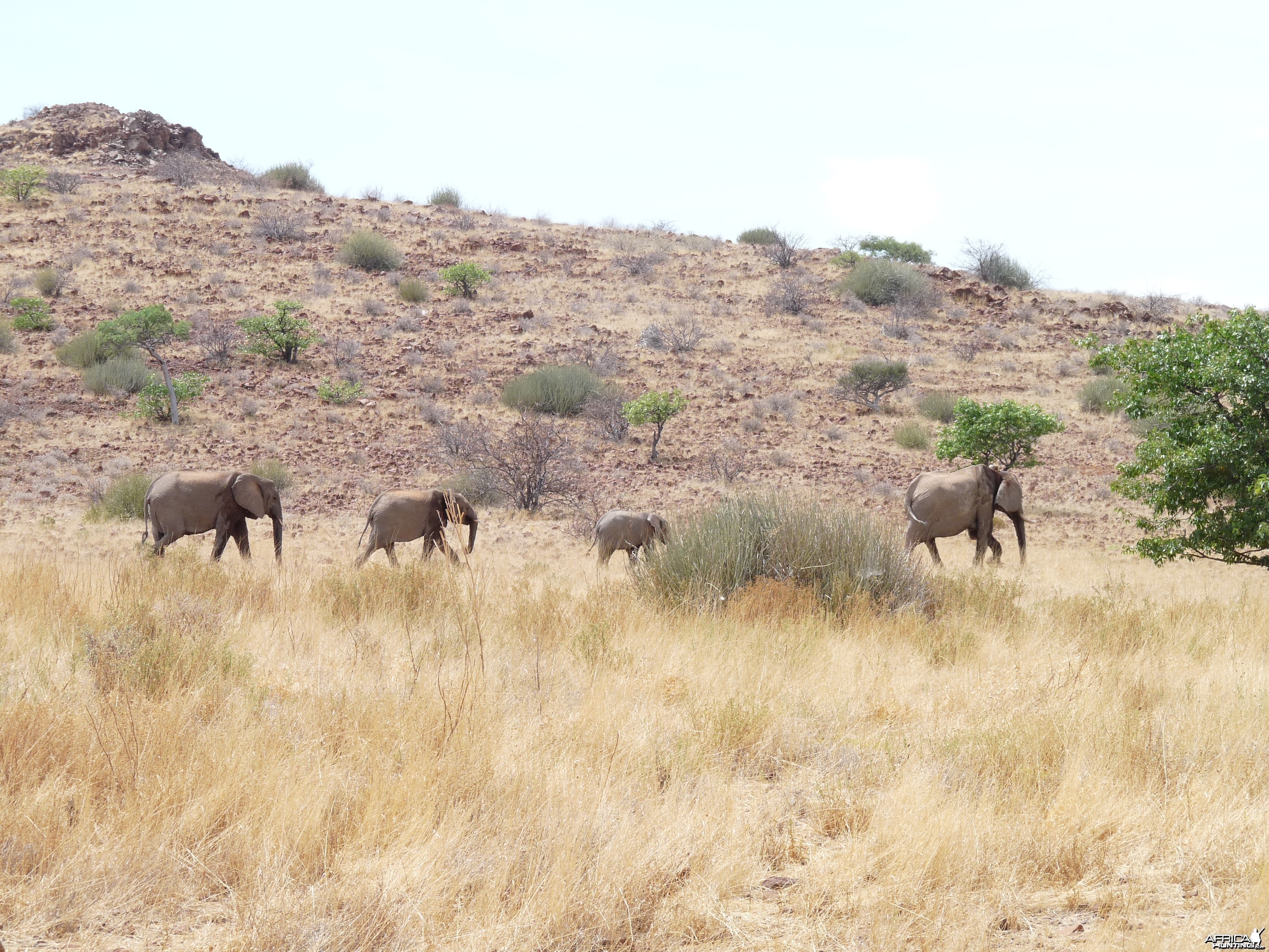 Elephant Damaraland Namibia