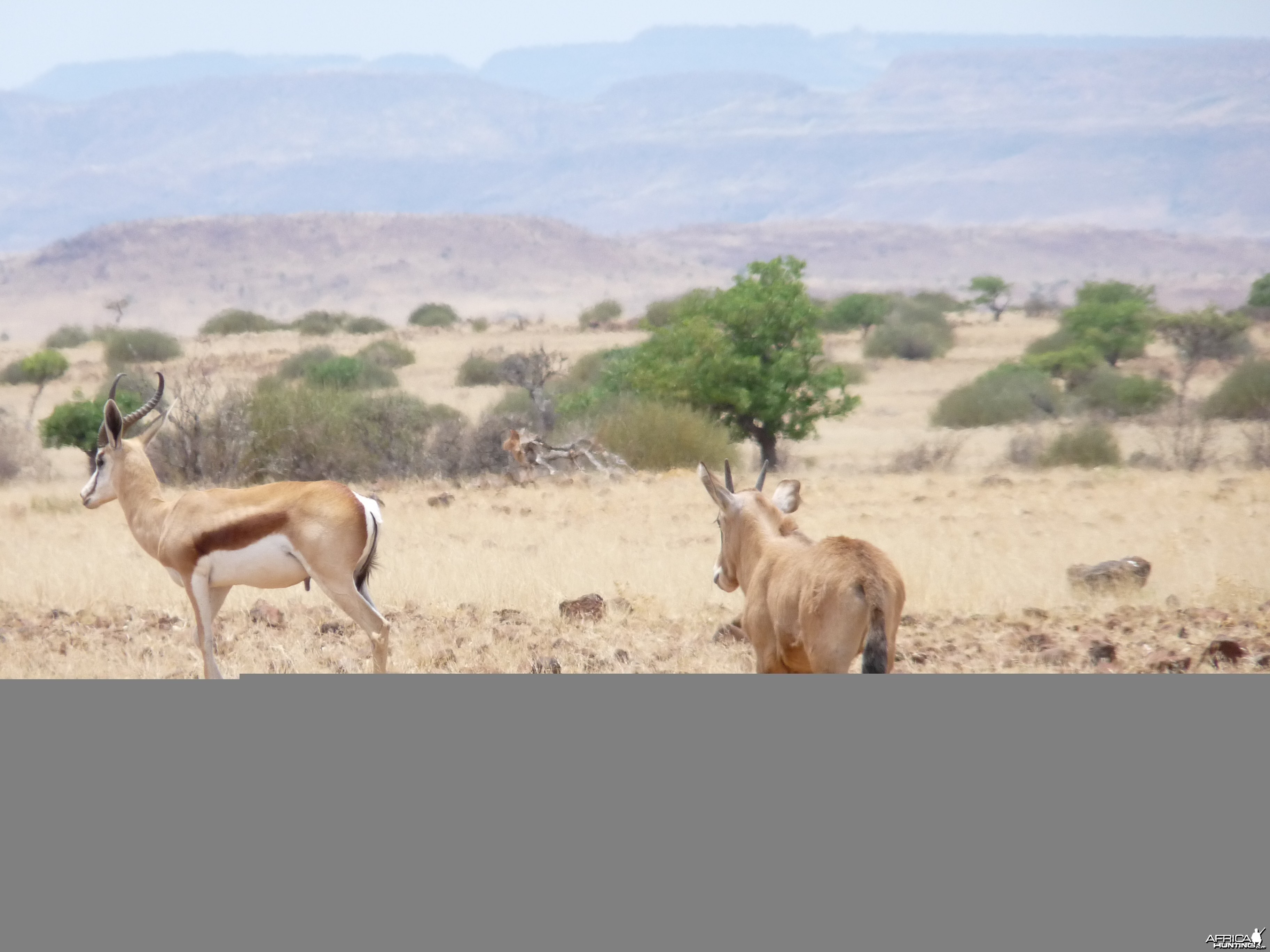 Springbok Damaraland Namibia