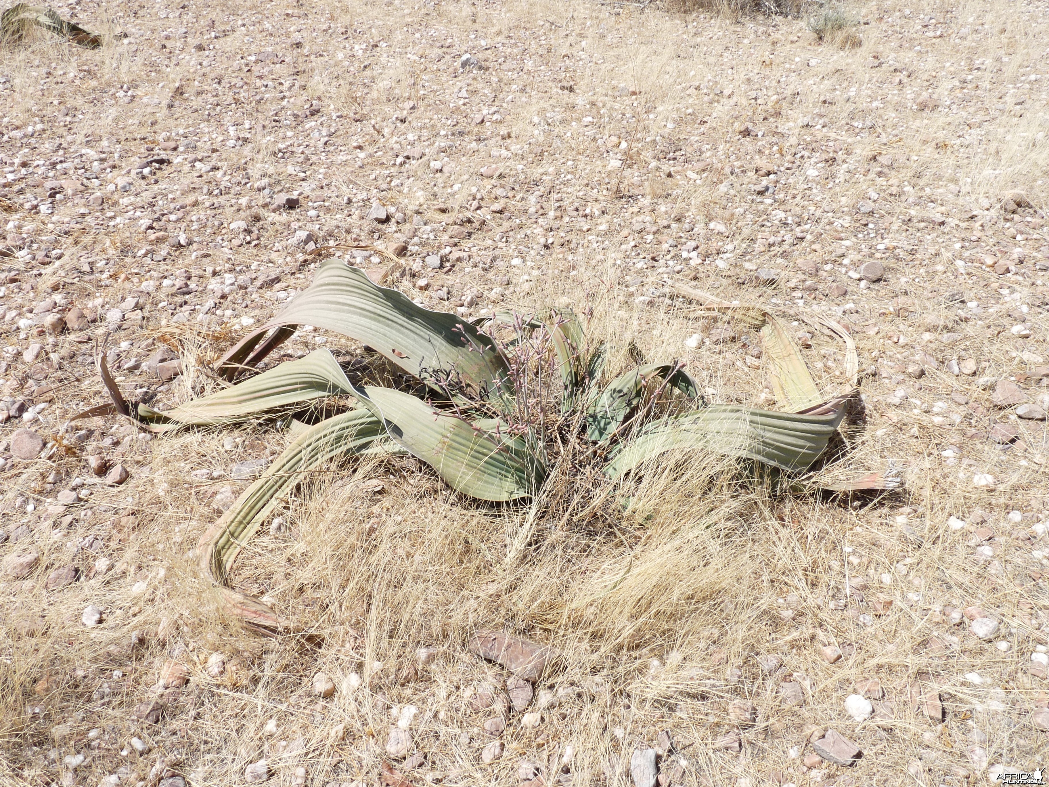 Welwitschia Damaraland Namibia