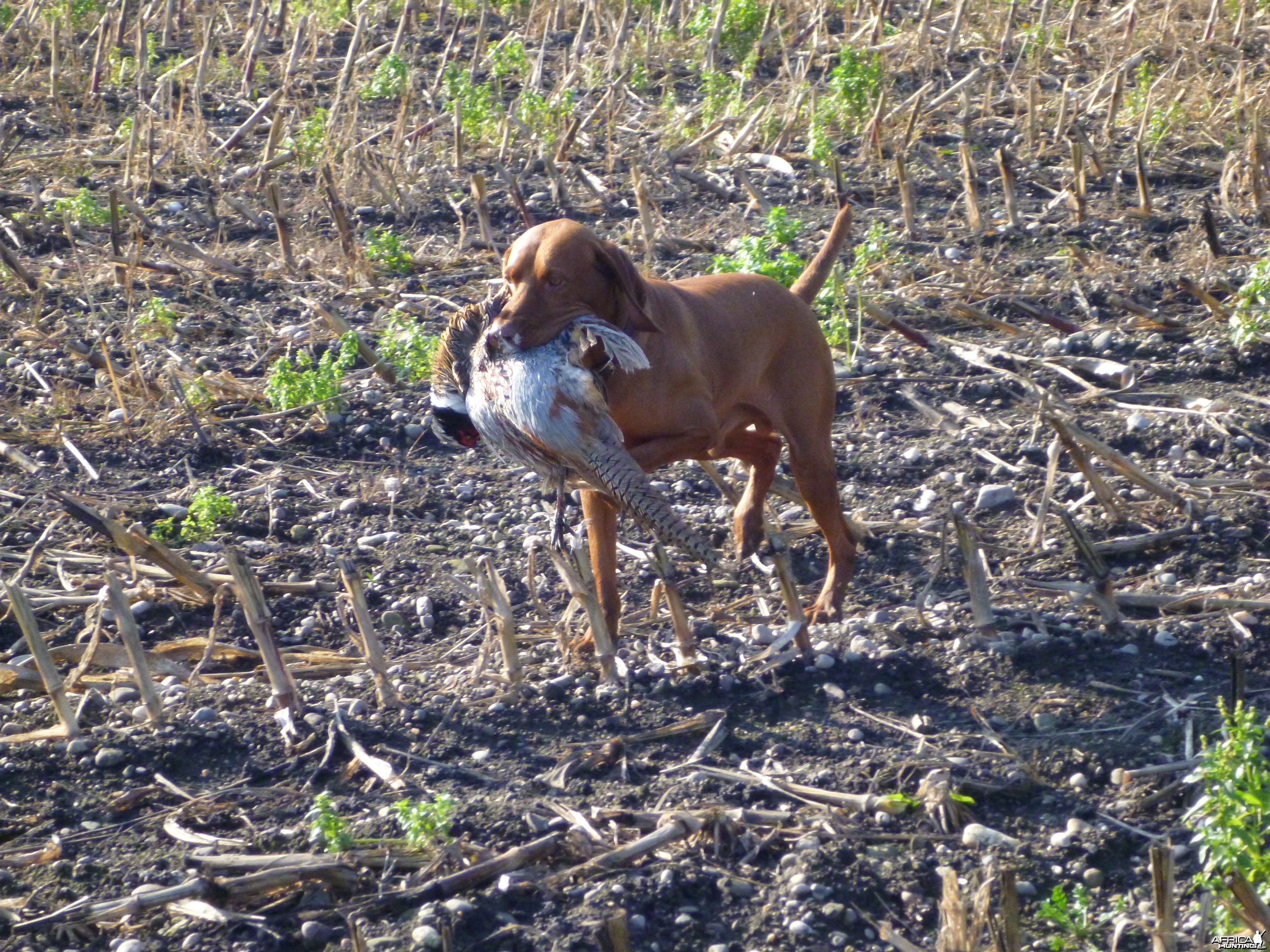 Vizsla Hunting in France