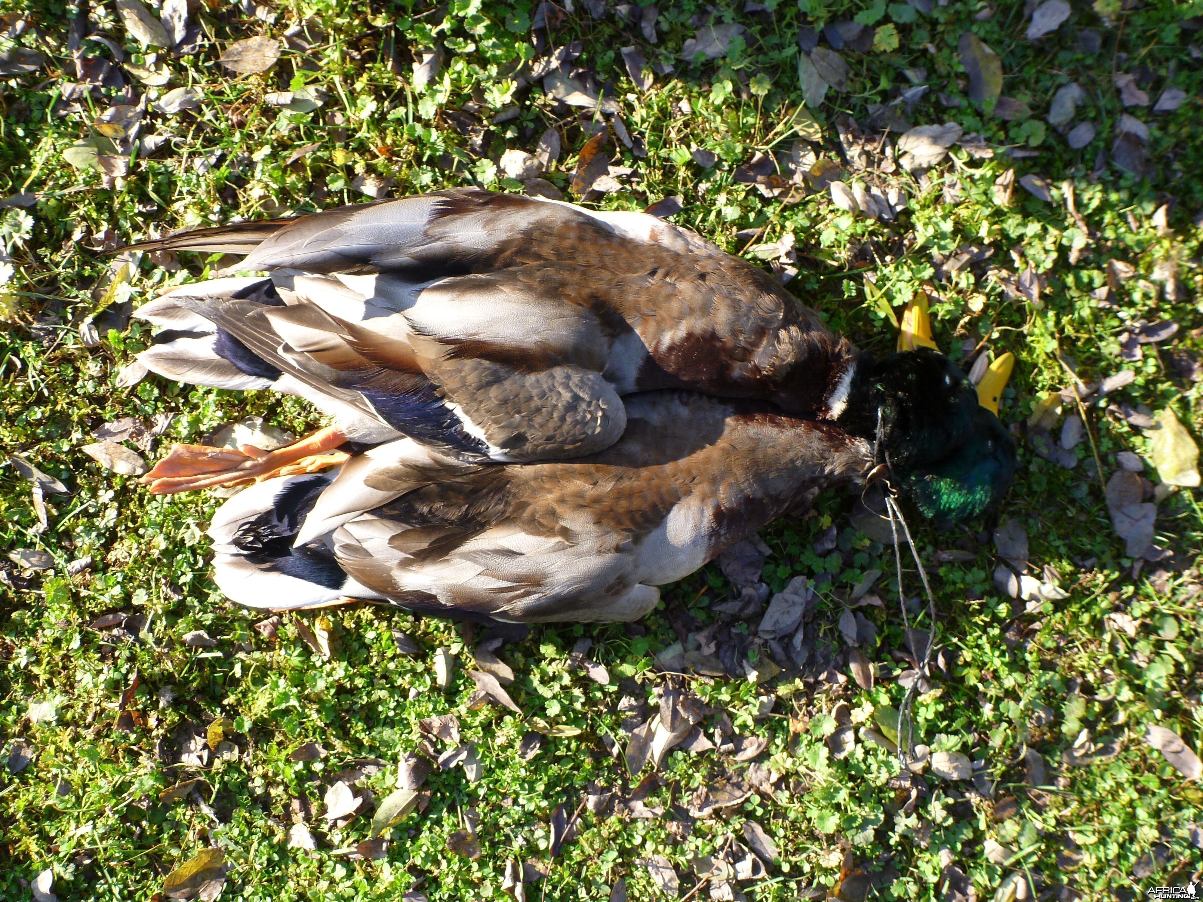 Mallard Duck Hunting in France