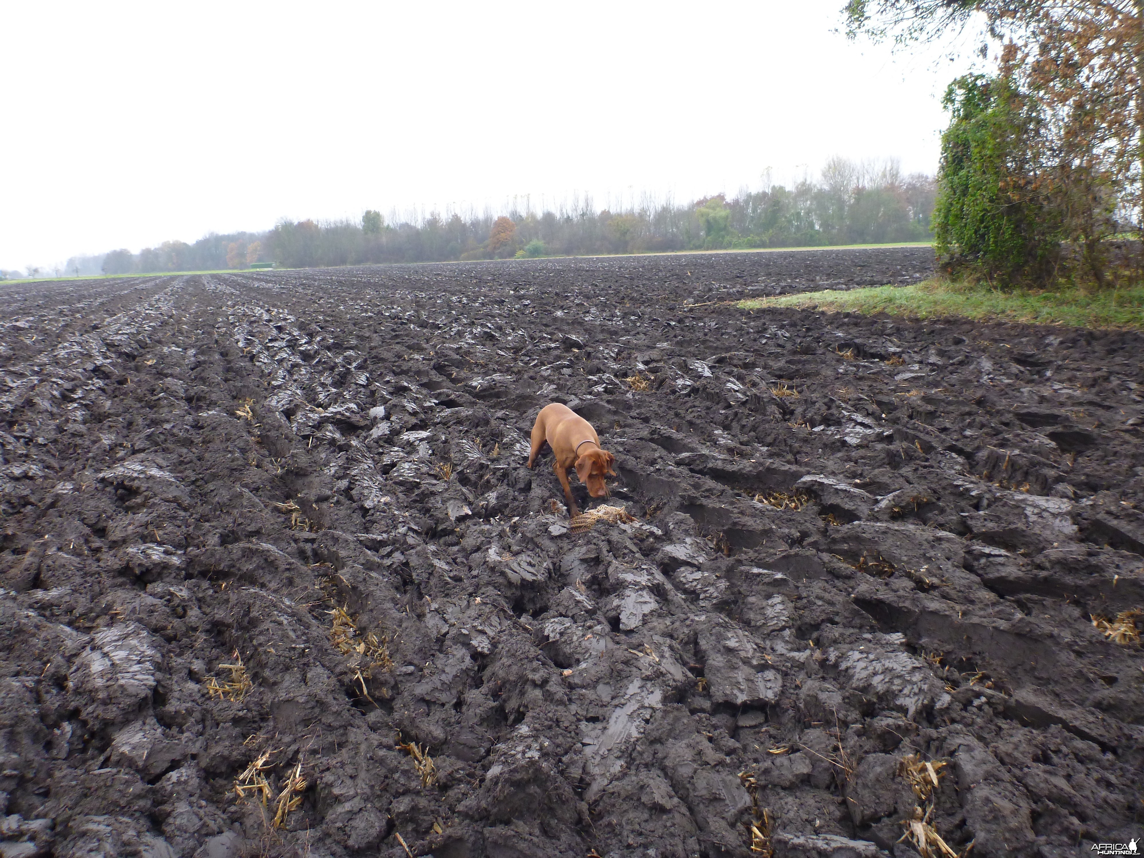 Vizsla Hunting in France