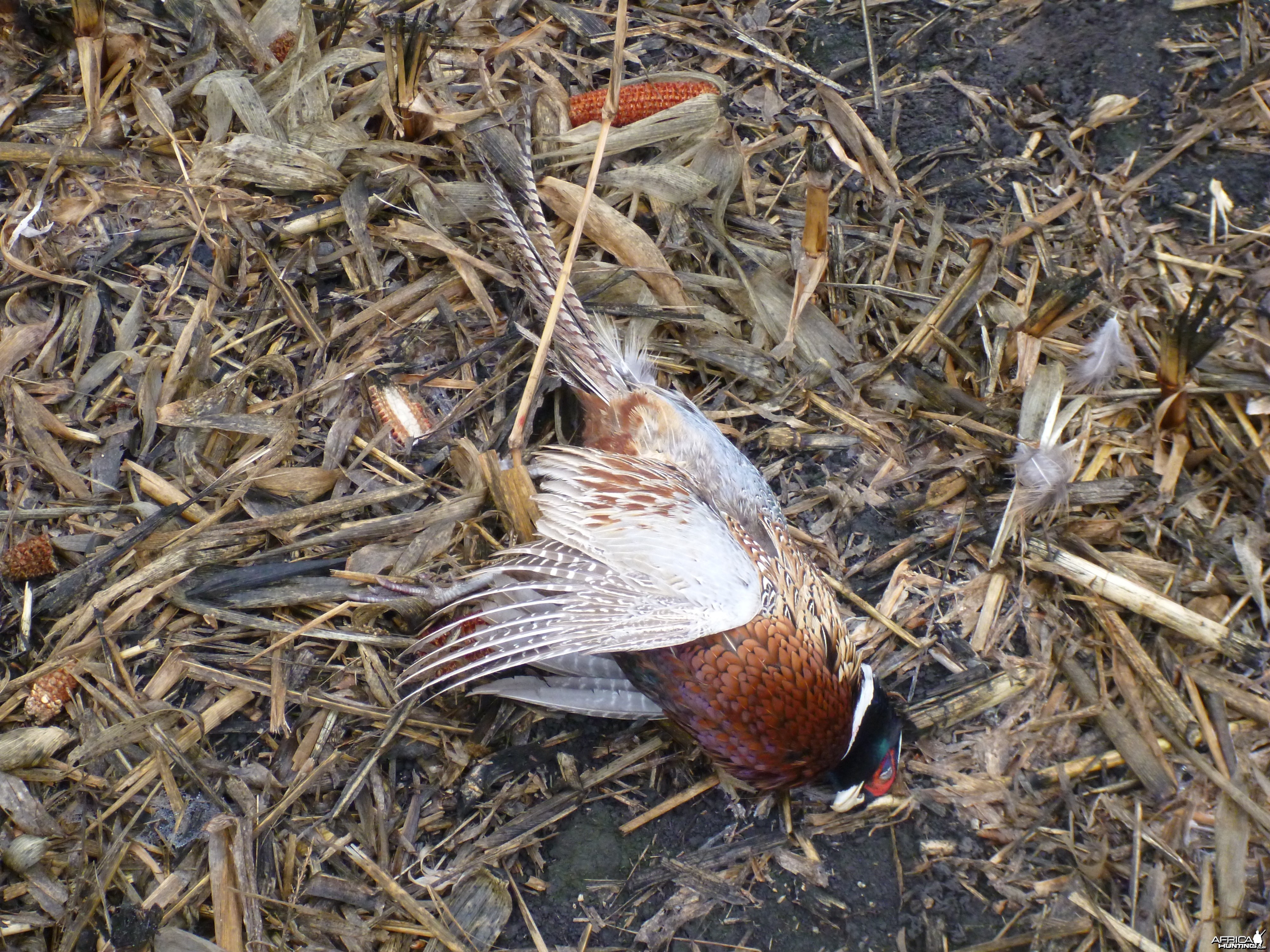 Pheasant Hunting in France