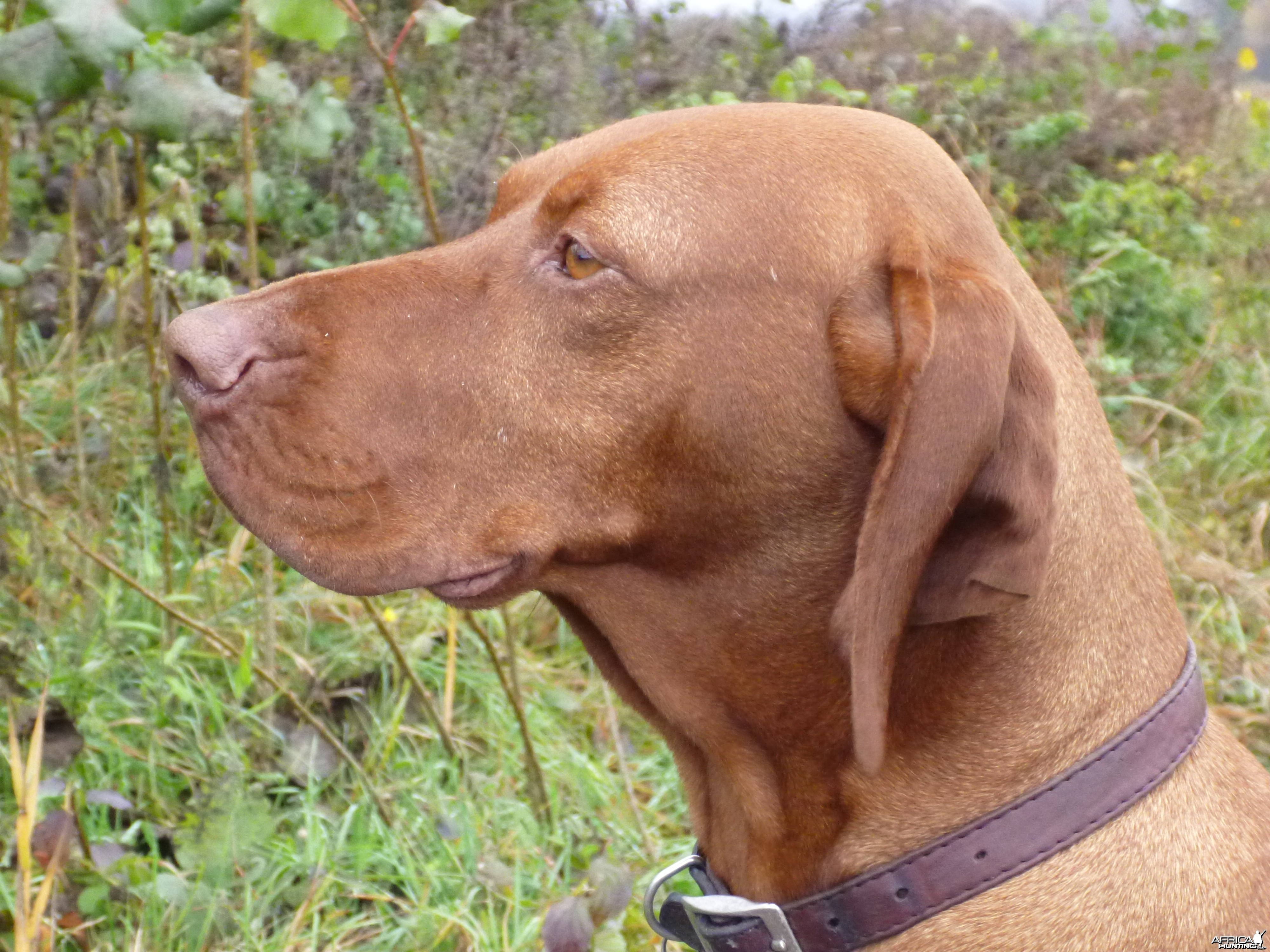 Vizsla Hunting in France