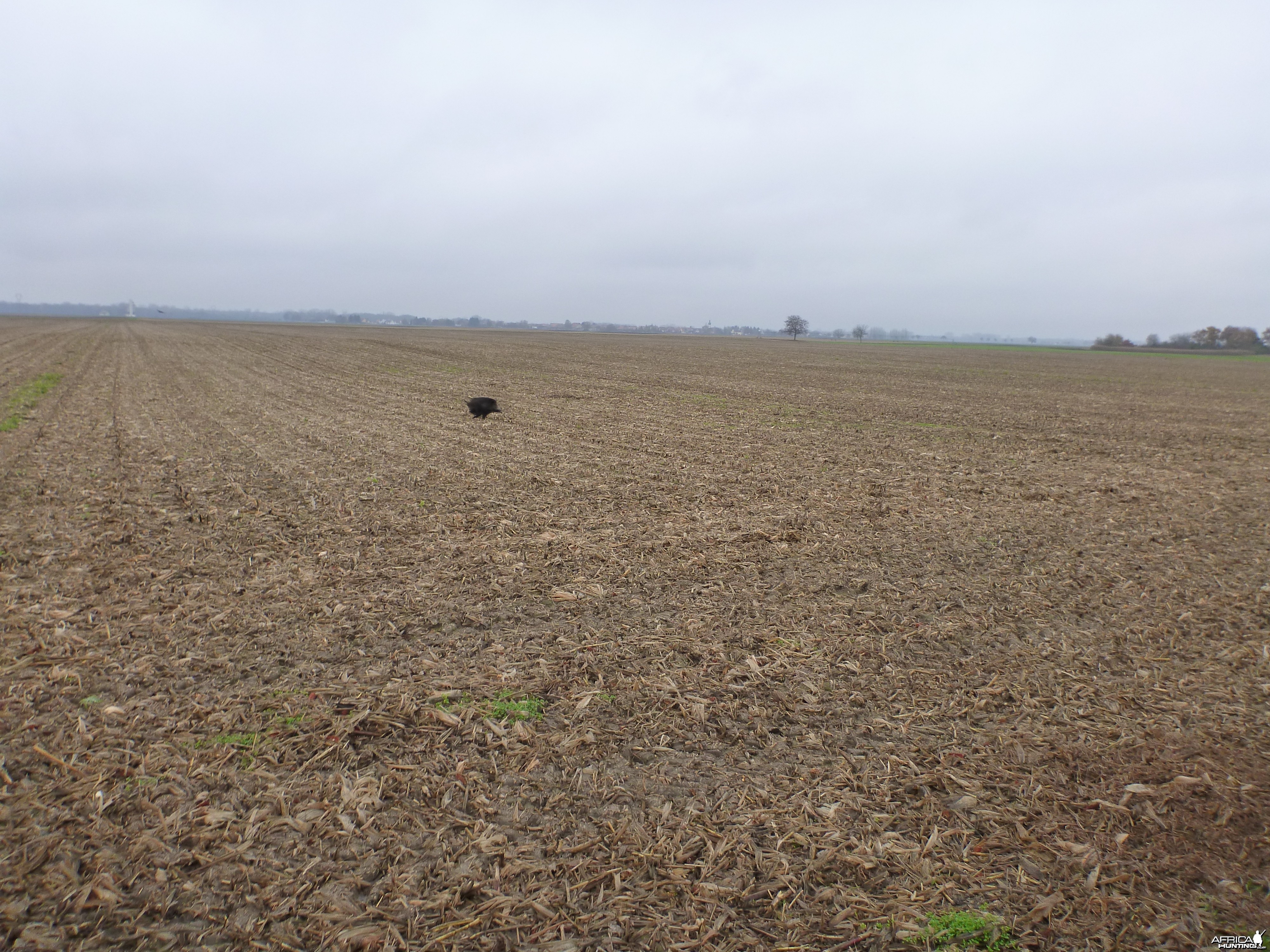 Wild Boar Hunting in France