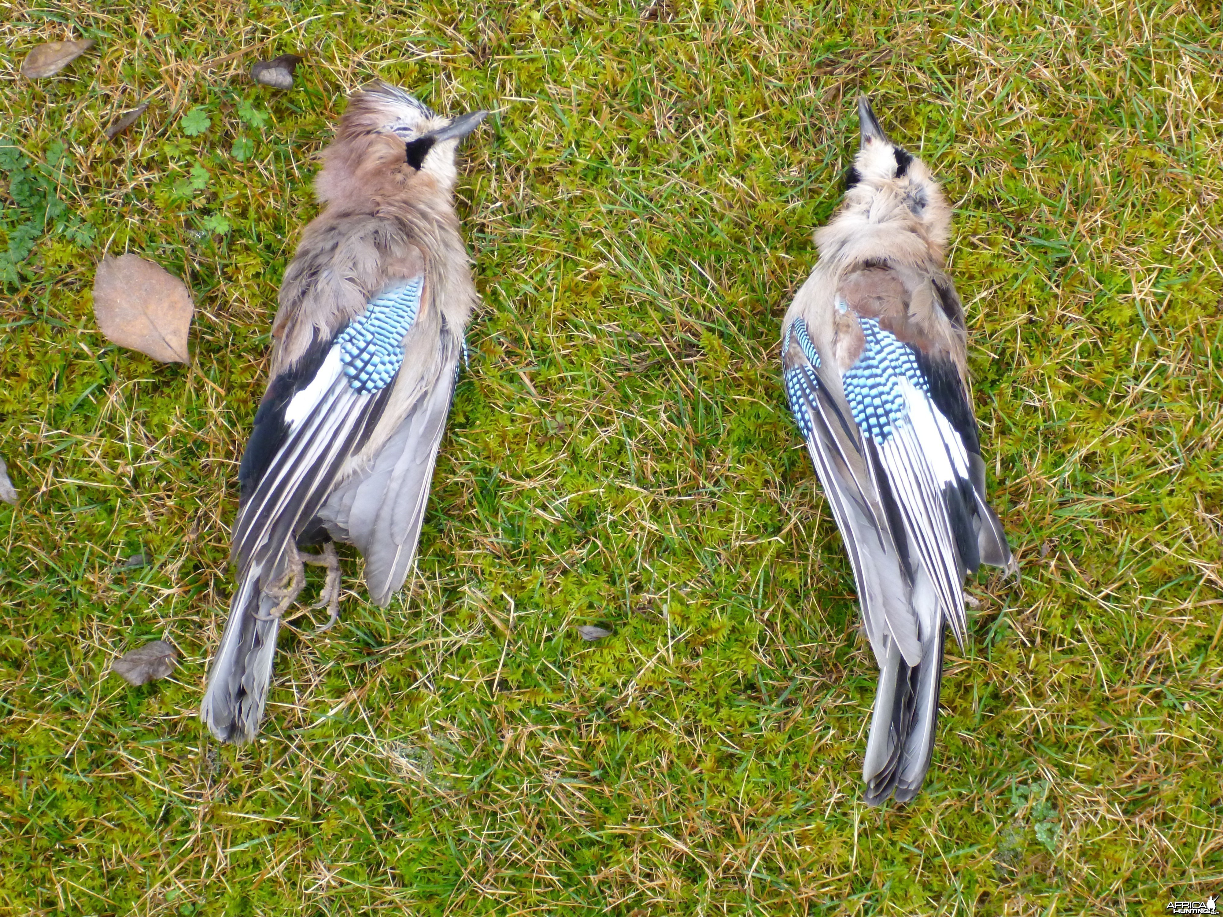 Eurasian Jay Hunting in France