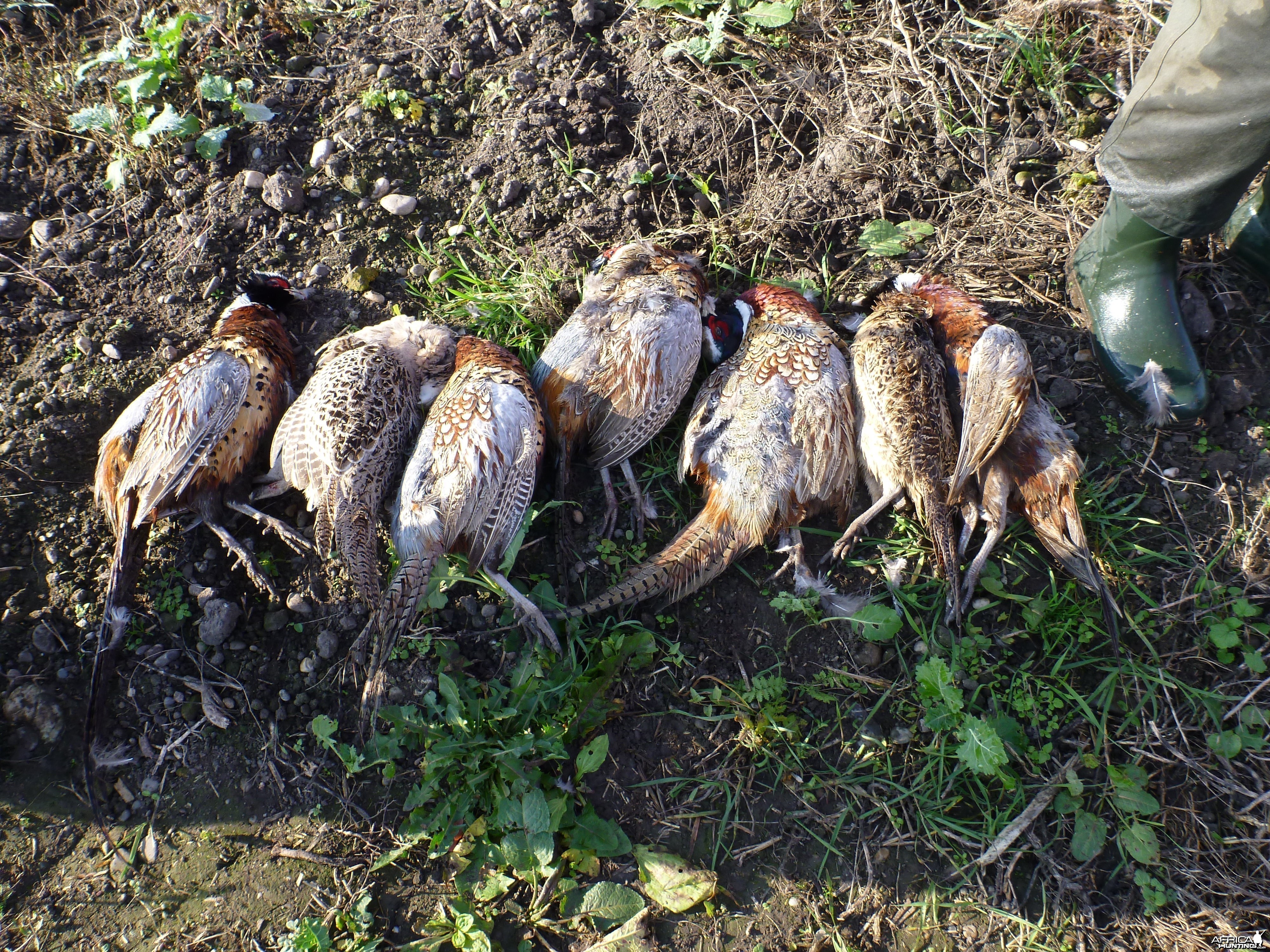 Pheasant Hunting in France