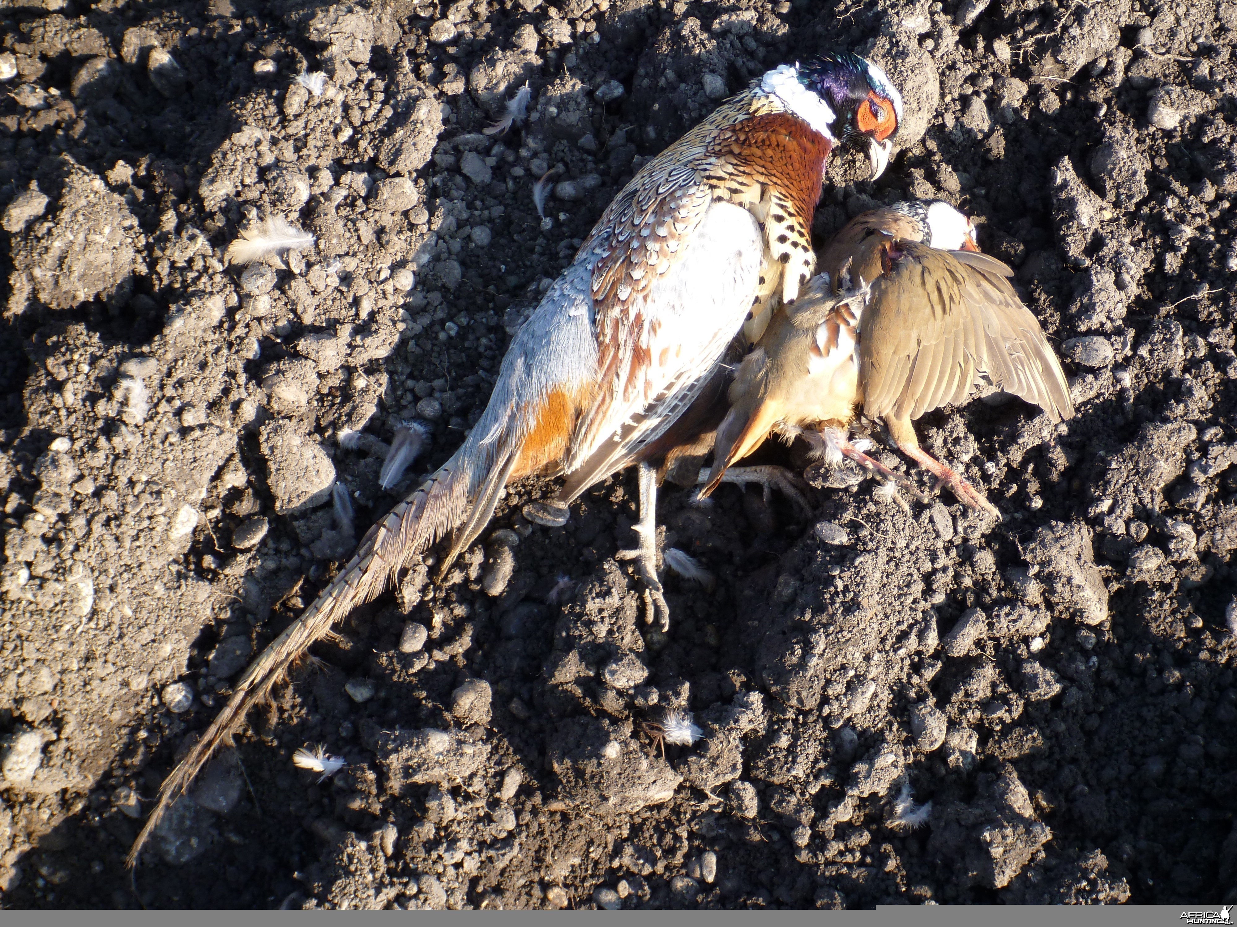 Pheasant and Partridge Hunting in France