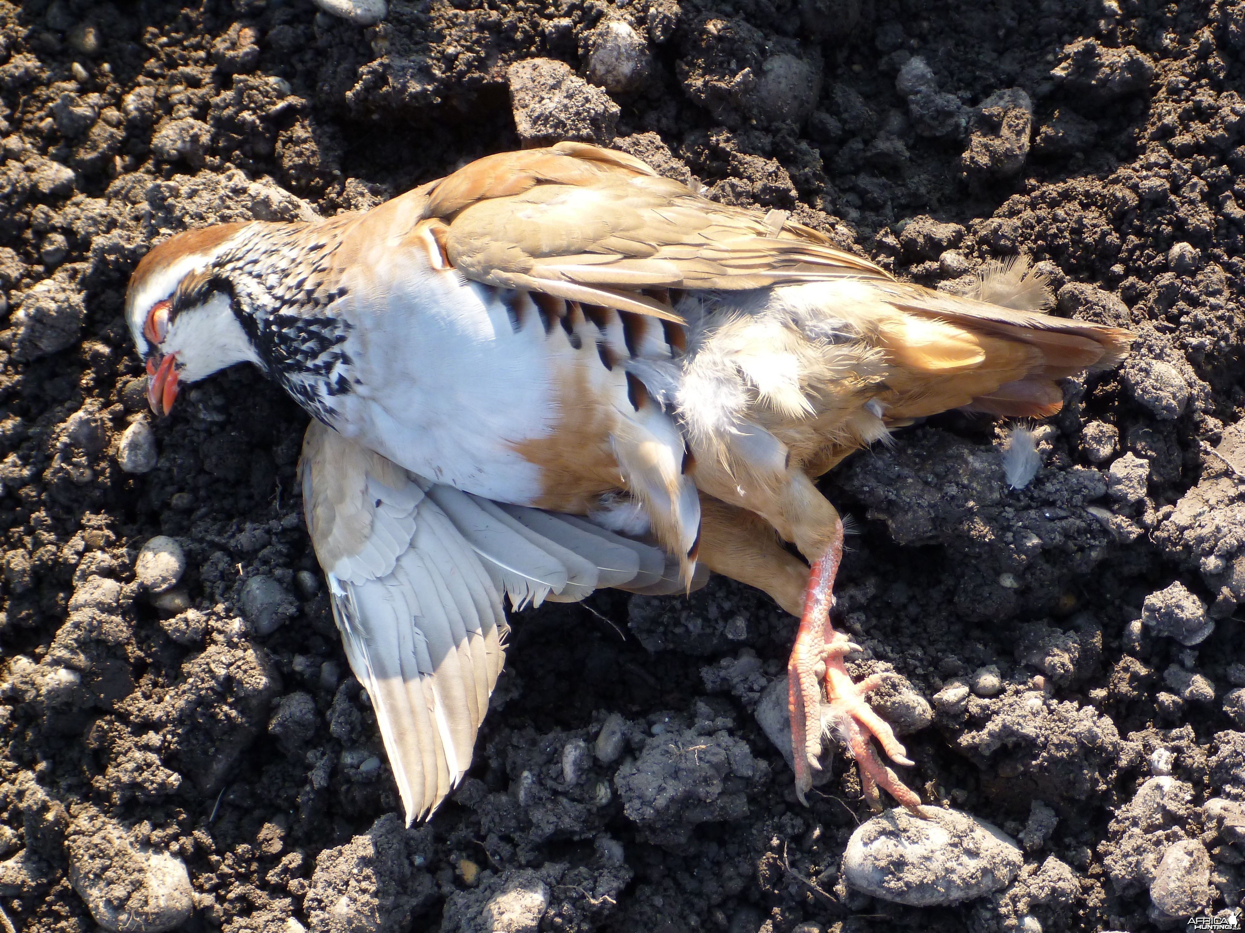 Partridge Hunting in France