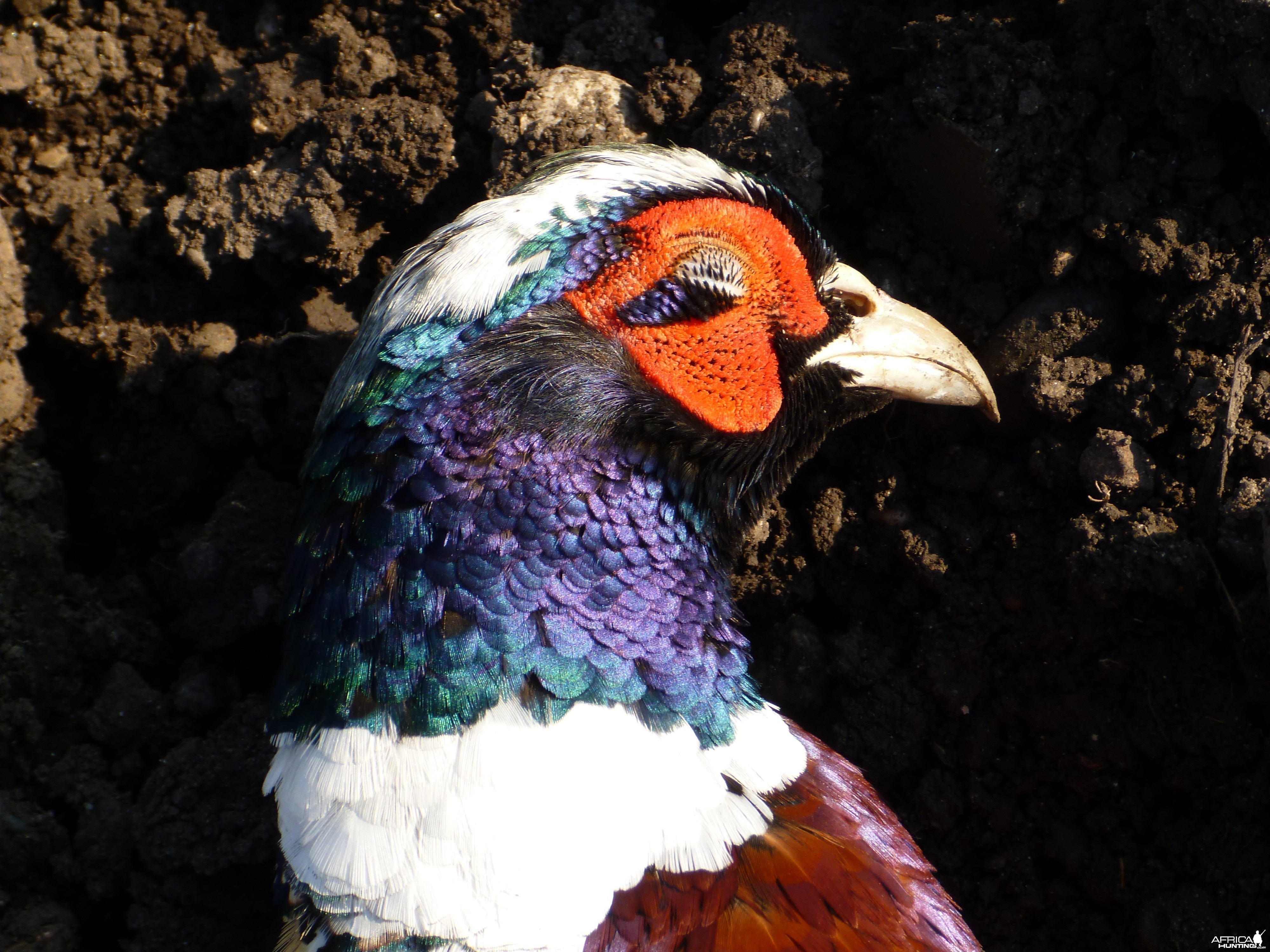 Pheasant Hunting in France