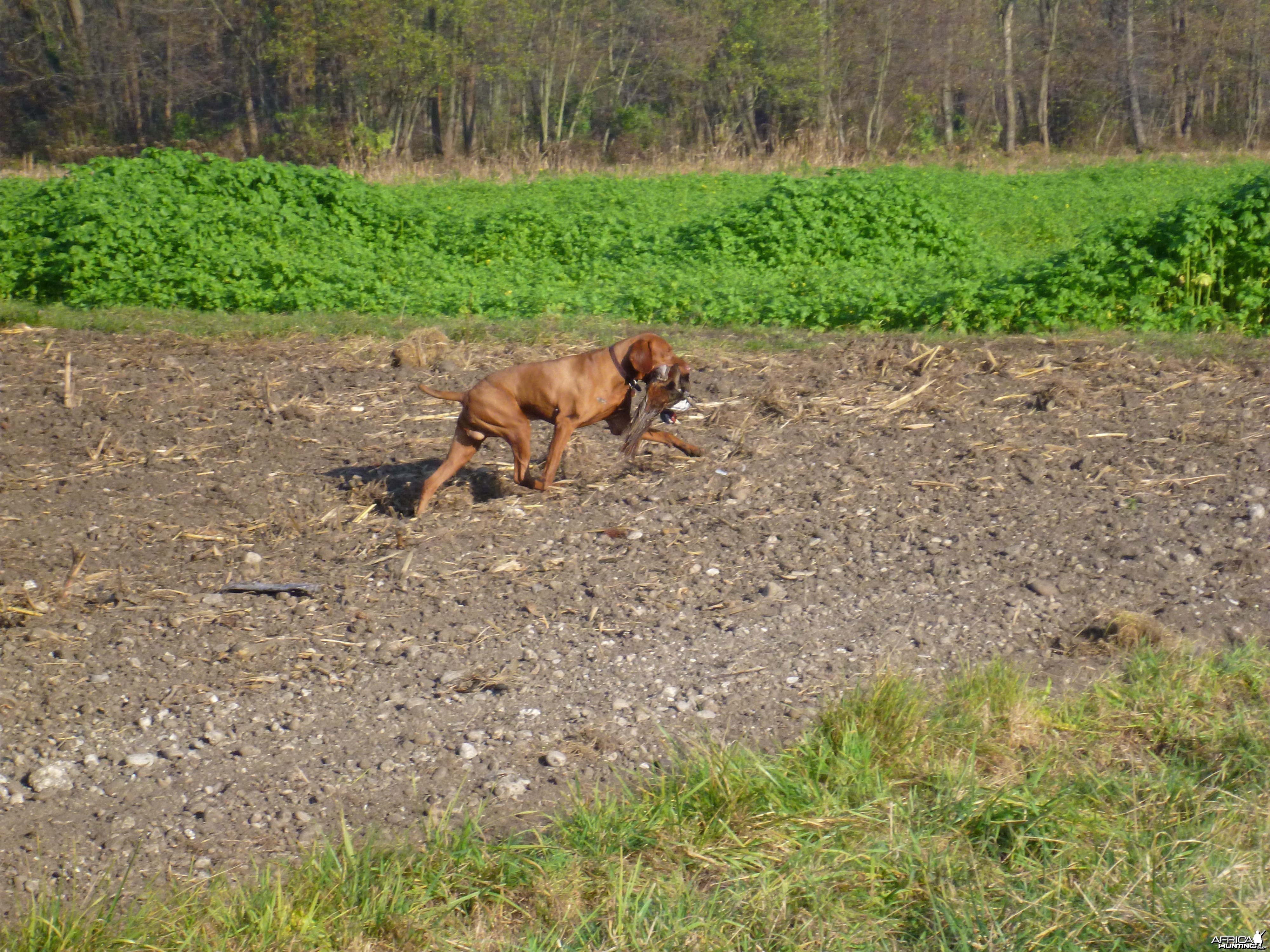 Pheasant Hunting in France