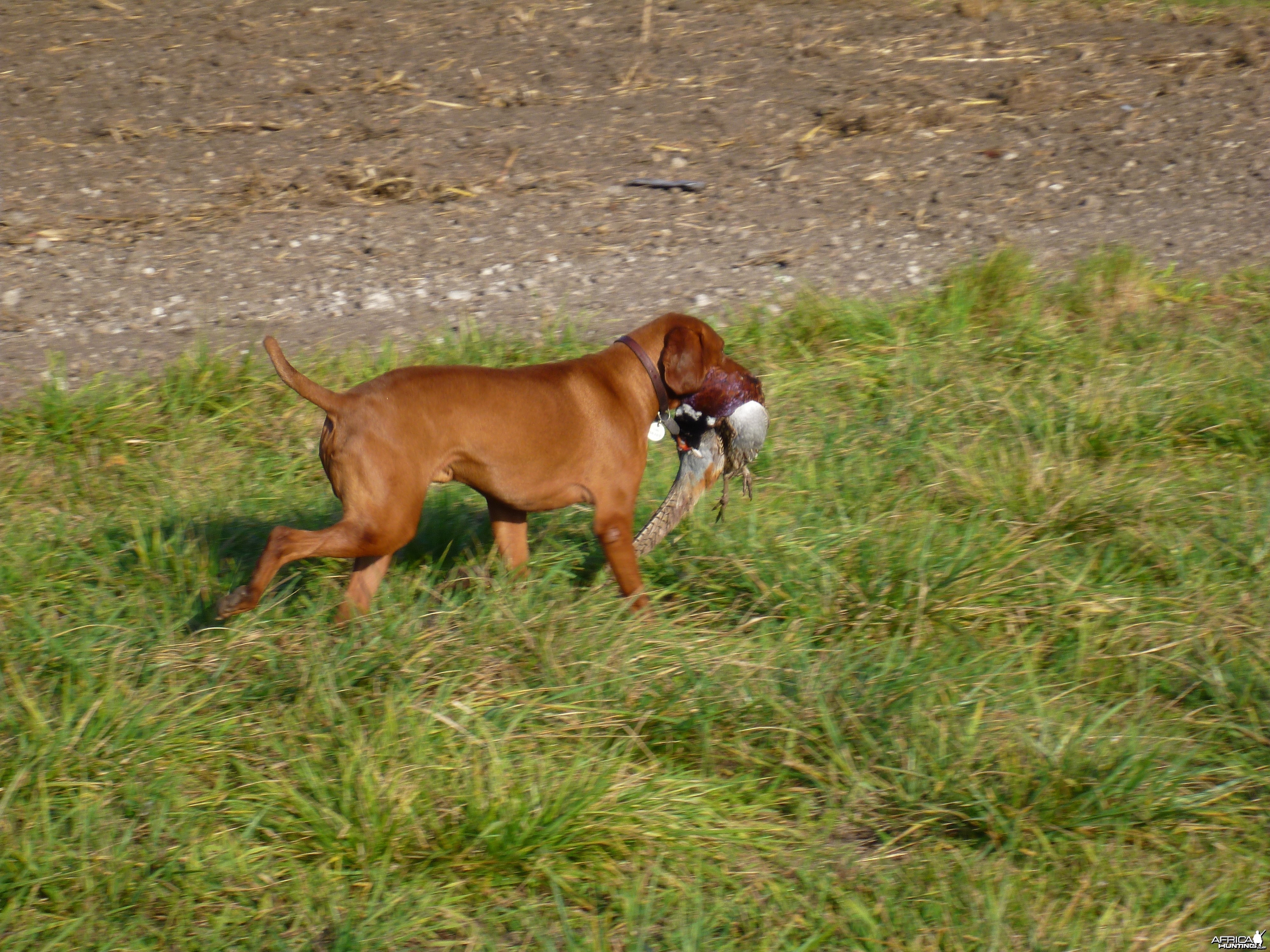 Pheasant Hunting in France