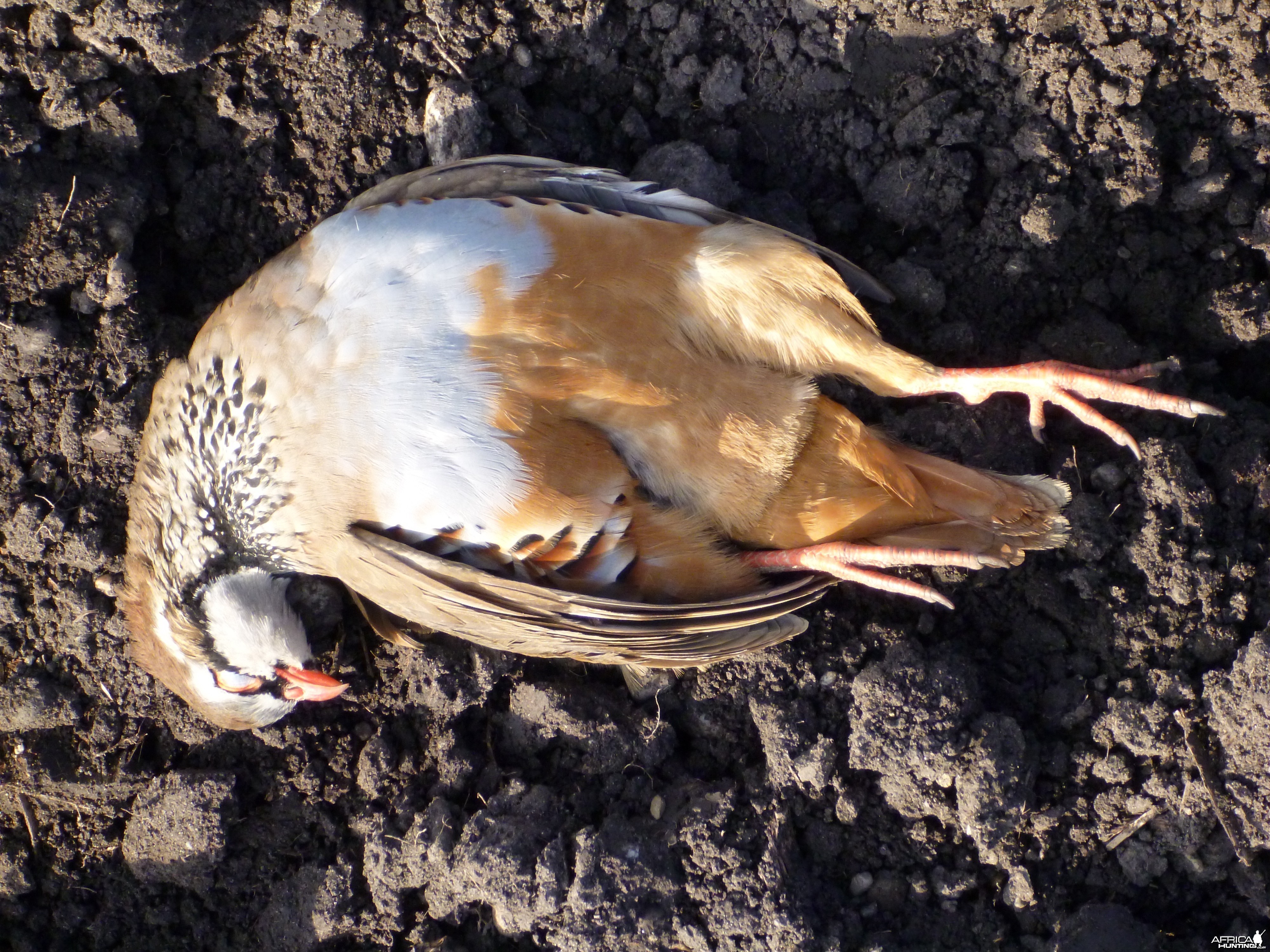 Partridge Hunting in France