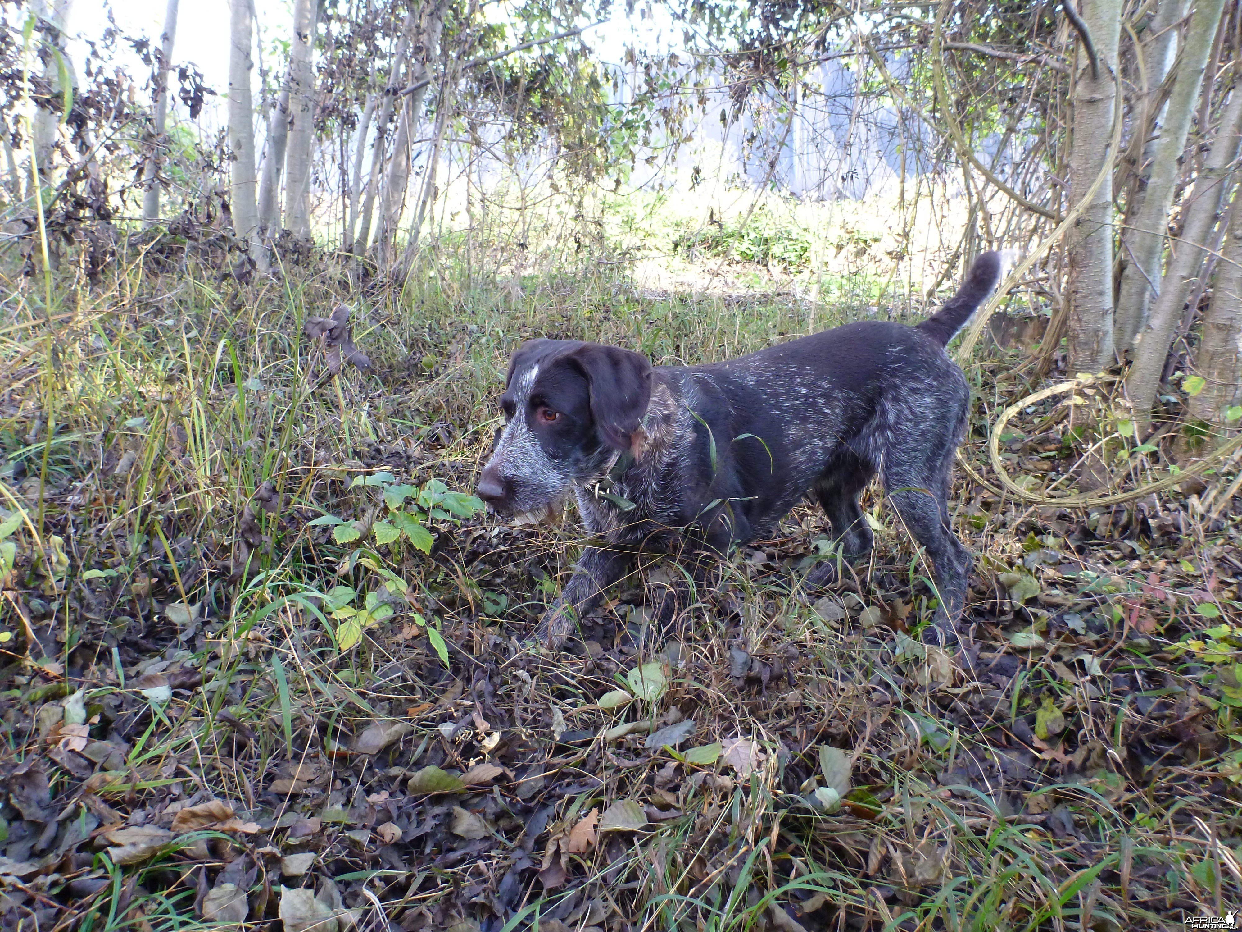 Drahthaar Hunting in France