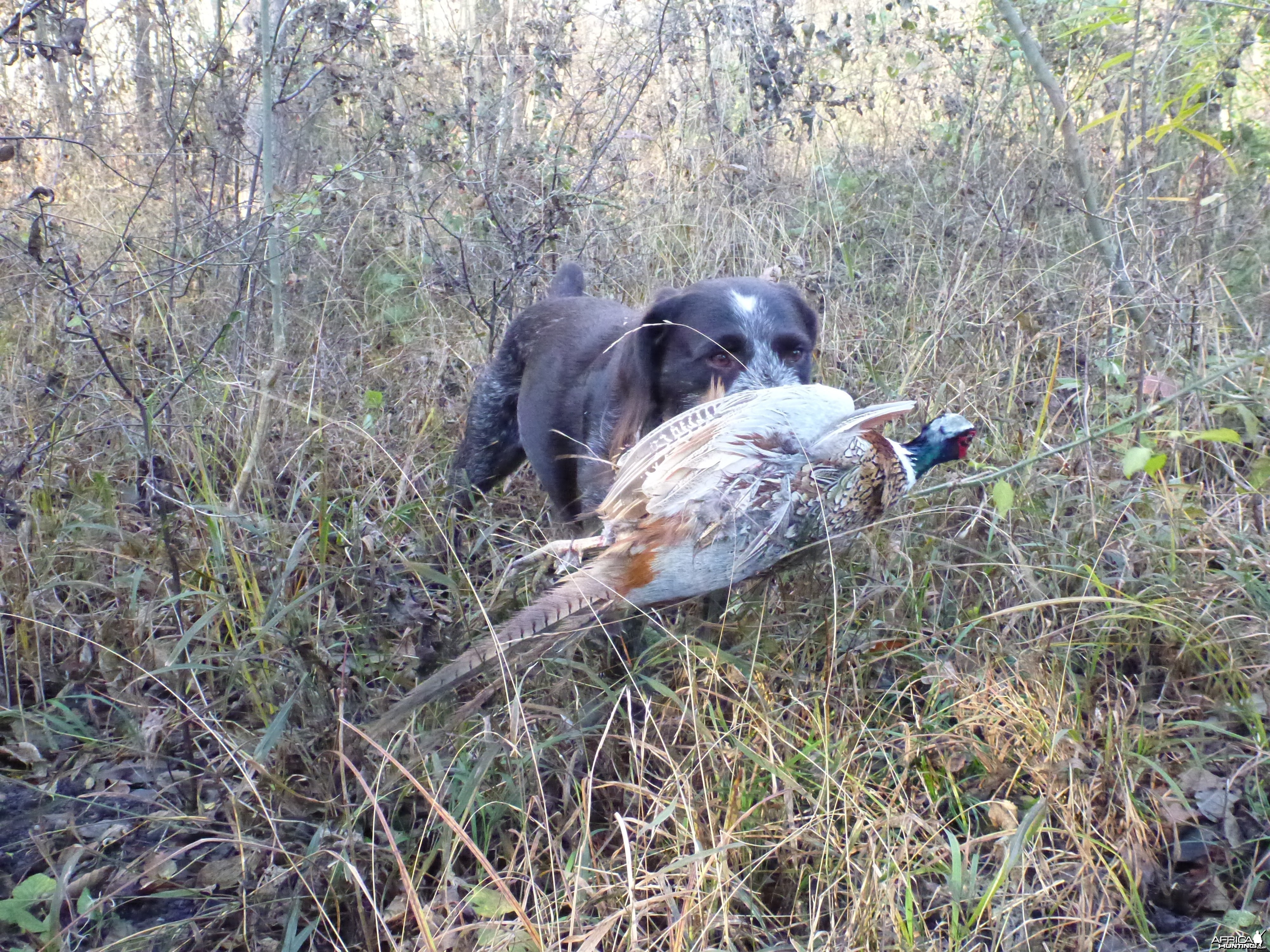 Drahthaar Hunting in France