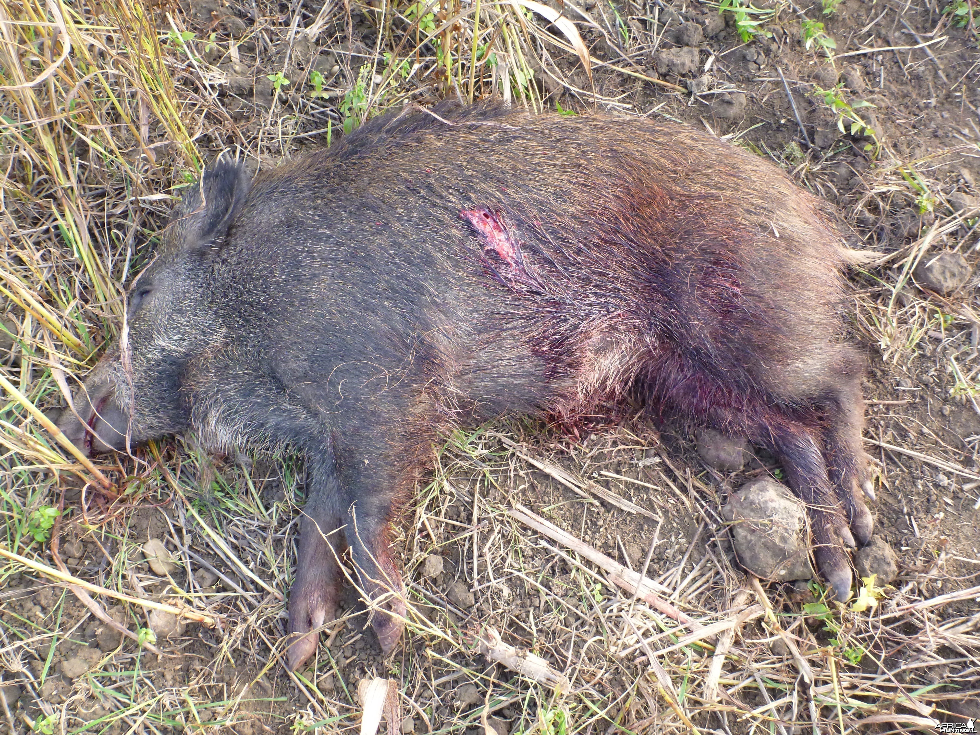 Wild Boar Hunting in France