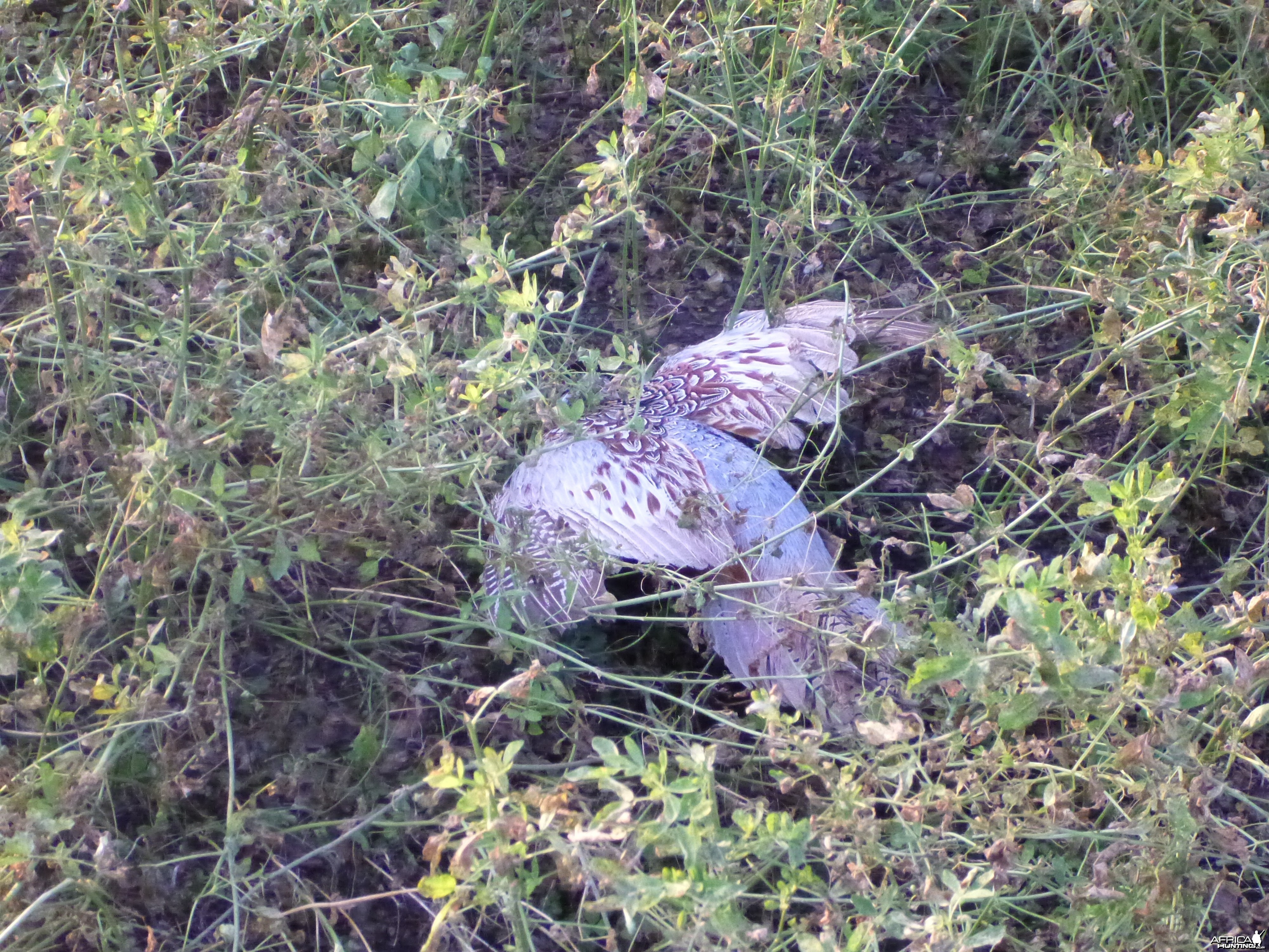 Pheasant Hunting in France