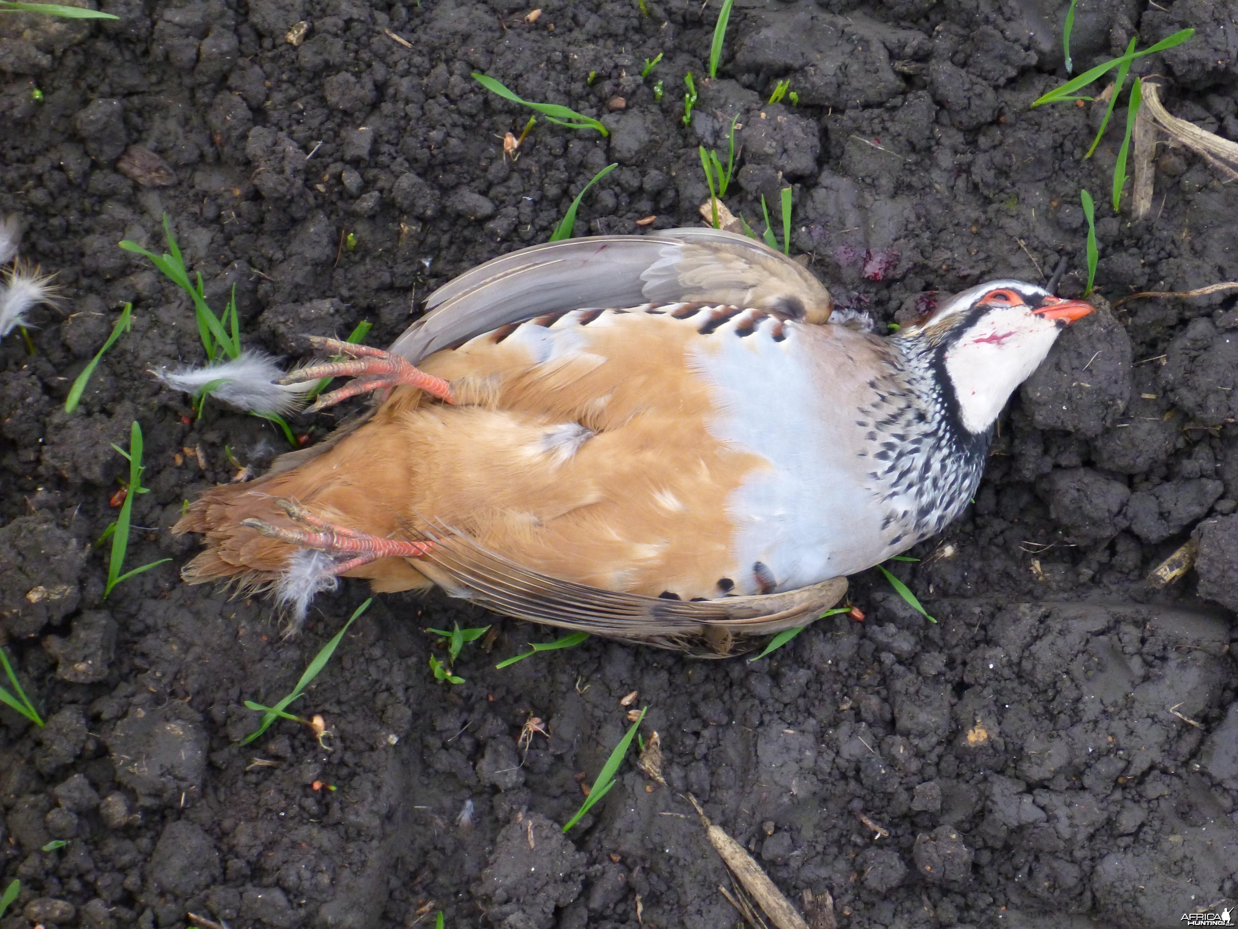 Partridge Hunting in France