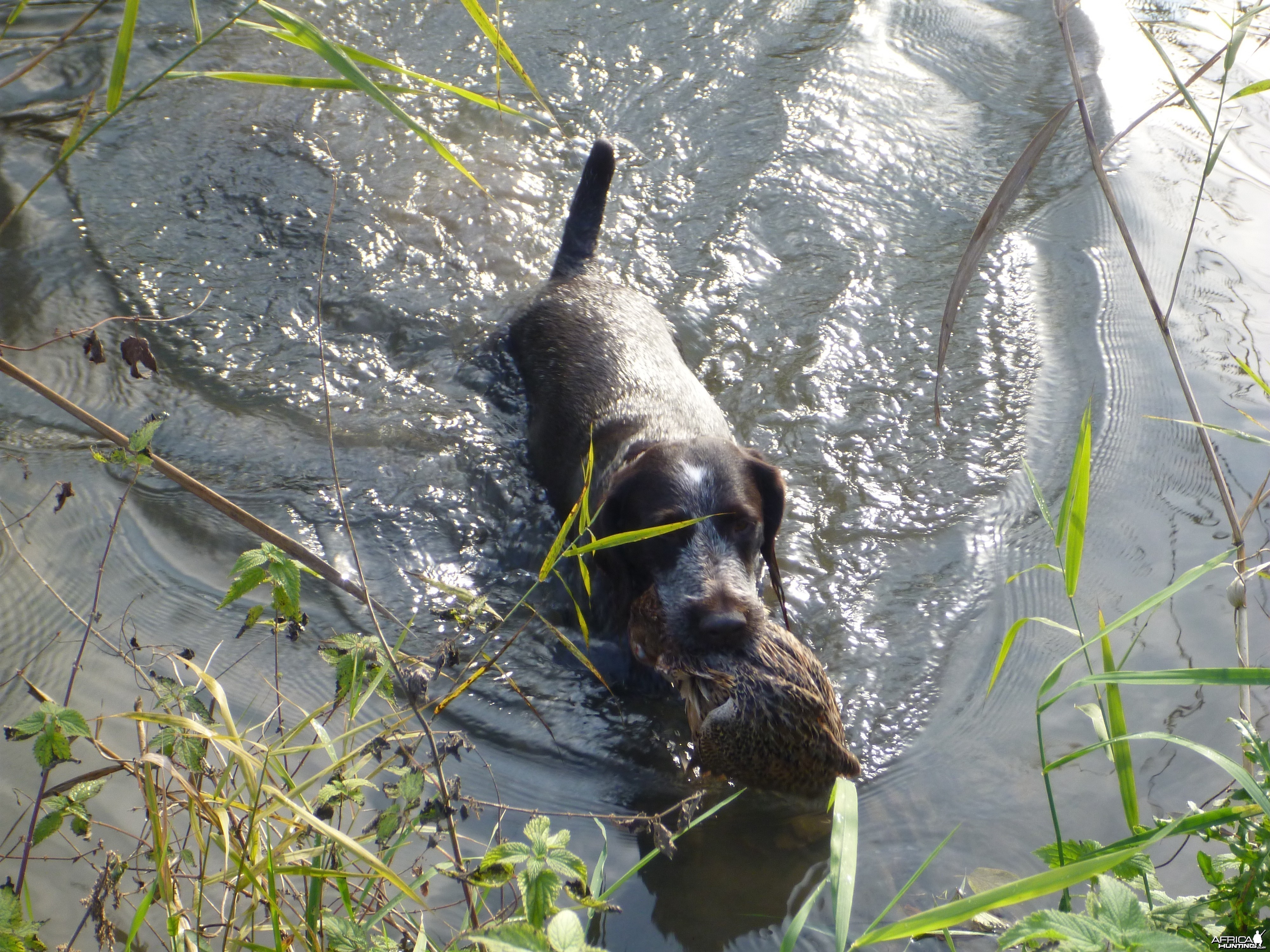 Drahthaar Hunting in France