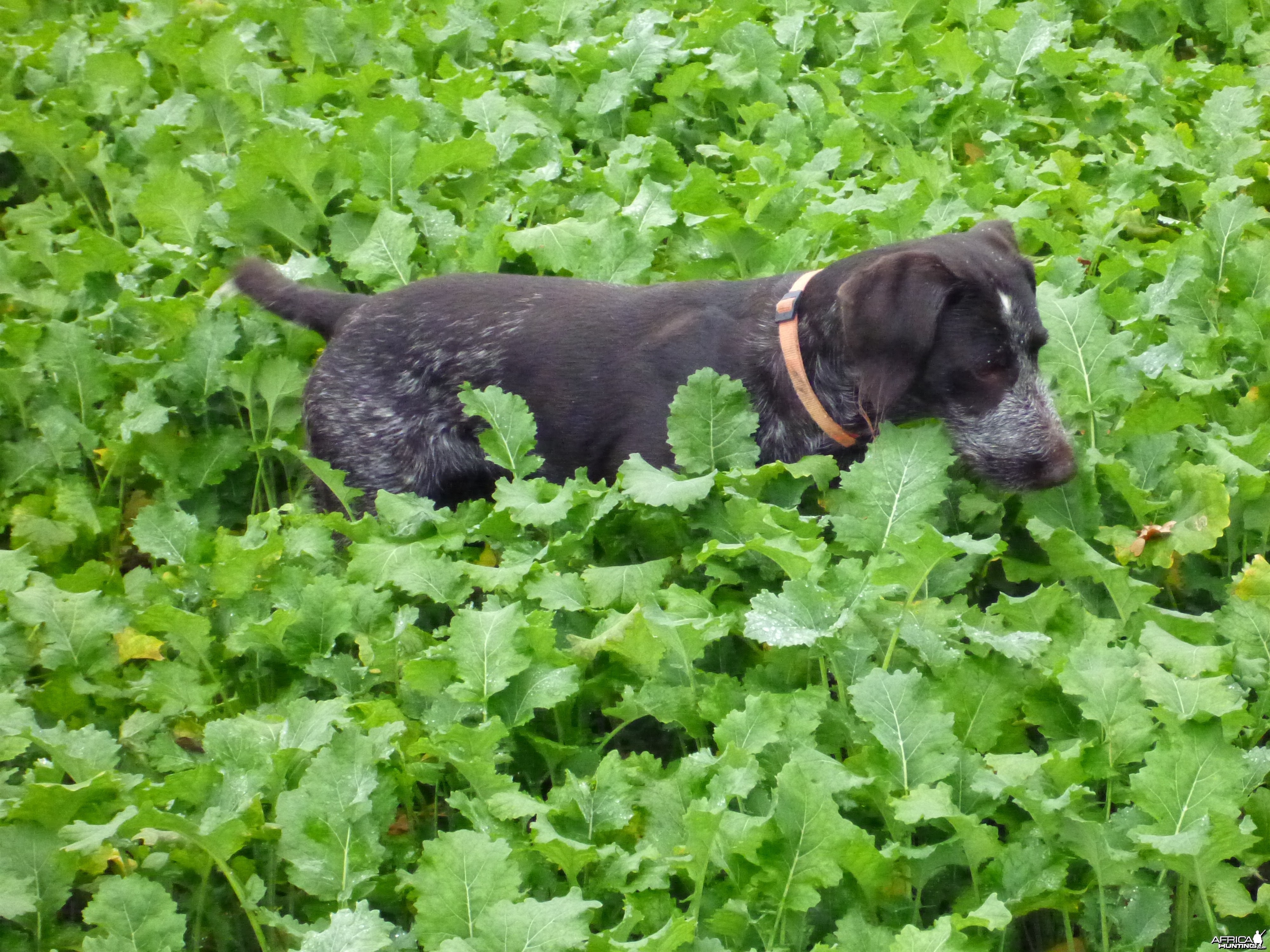 Drahthaar Hunting in France