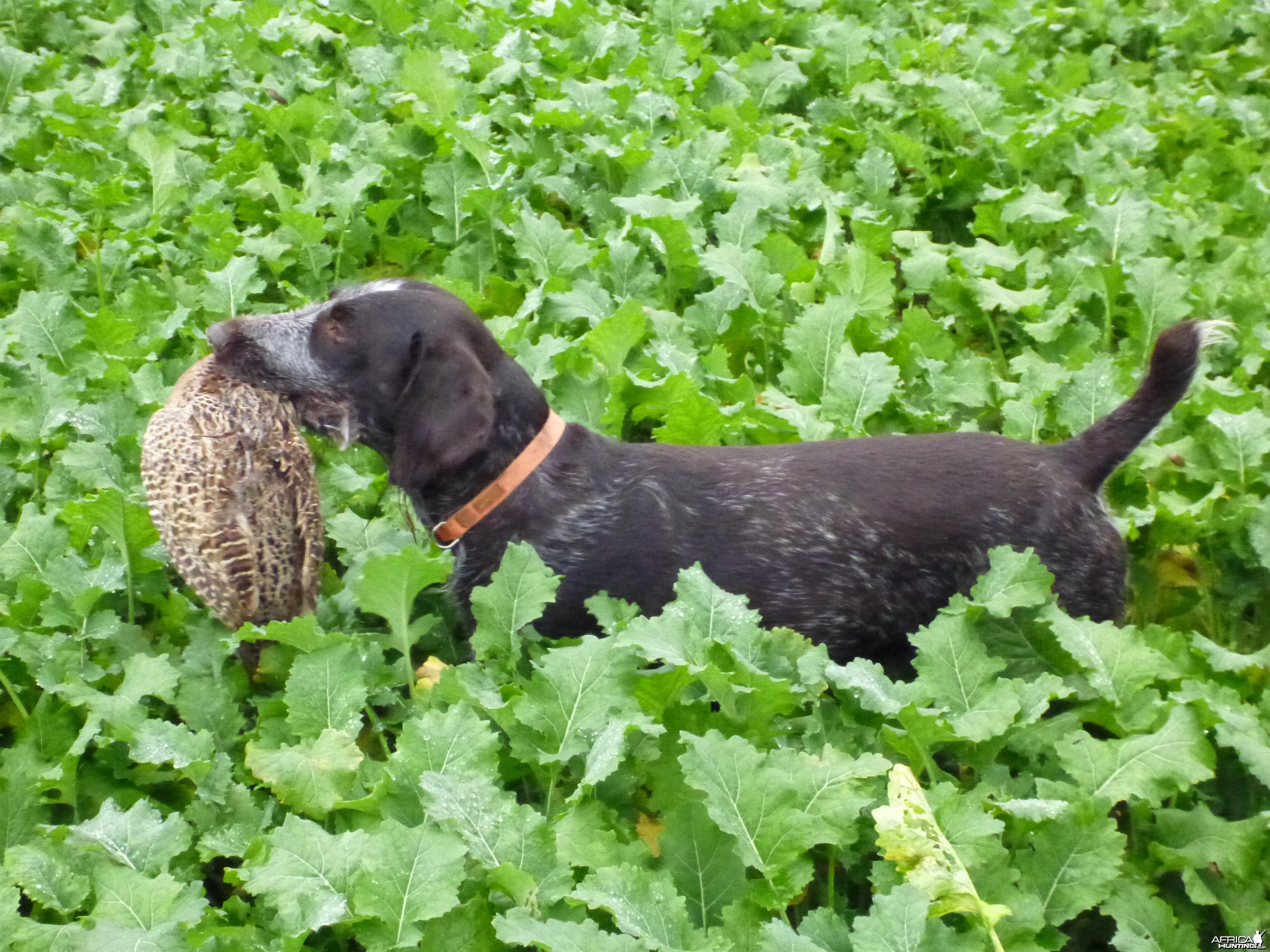 Drahthaar Hunting in France