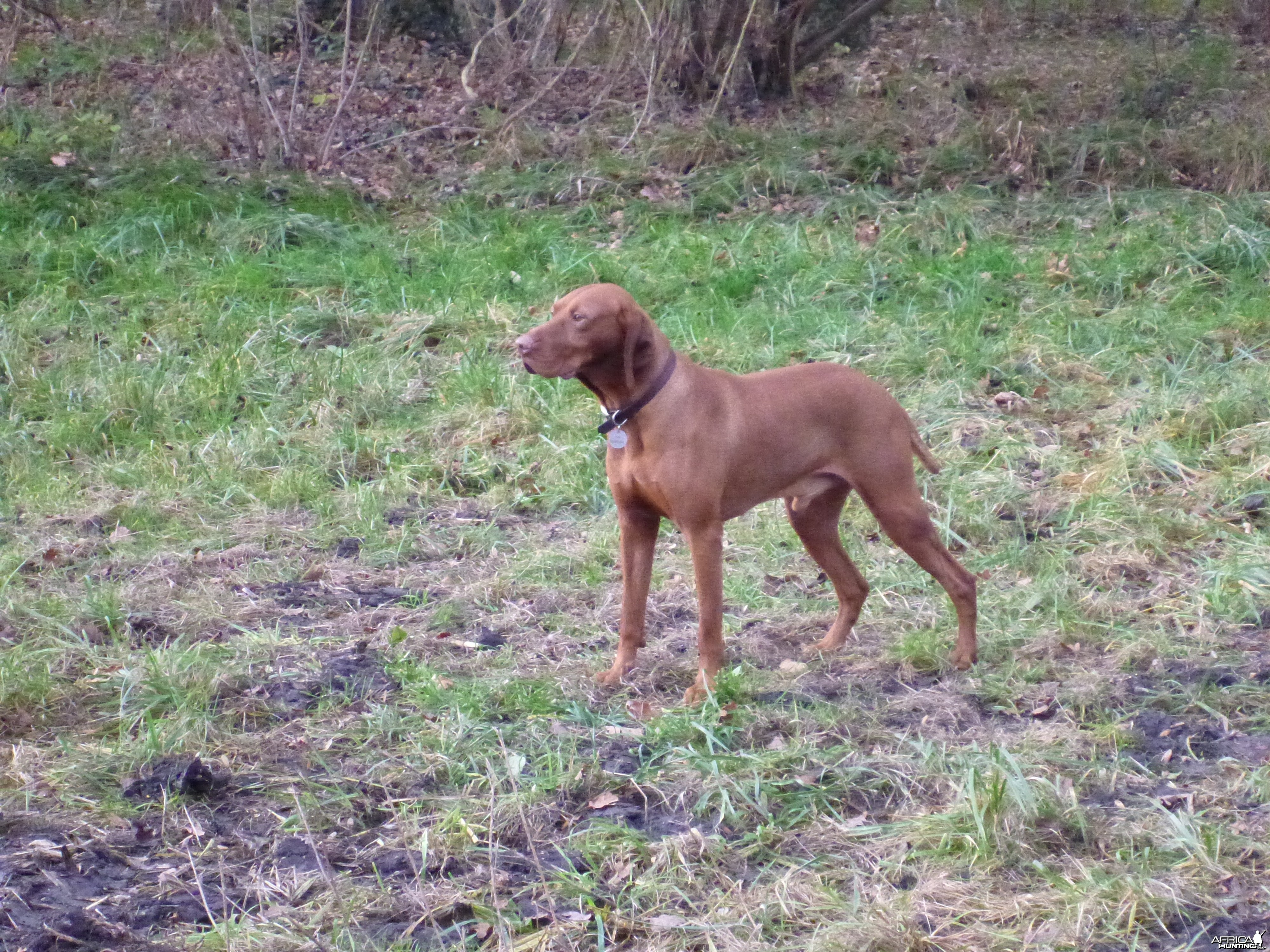 Vizsla Hunting in France