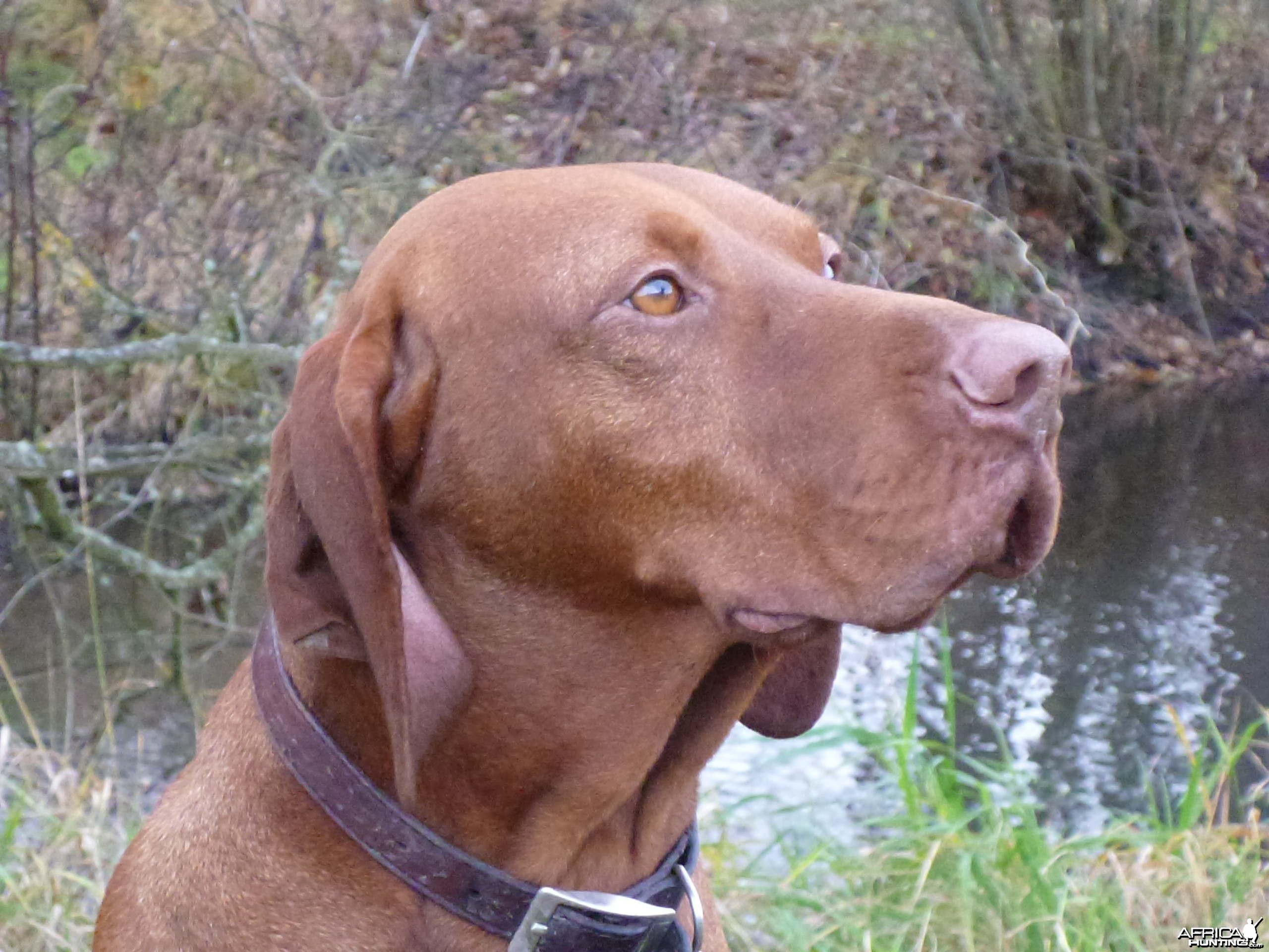 Vizsla Hunting in France